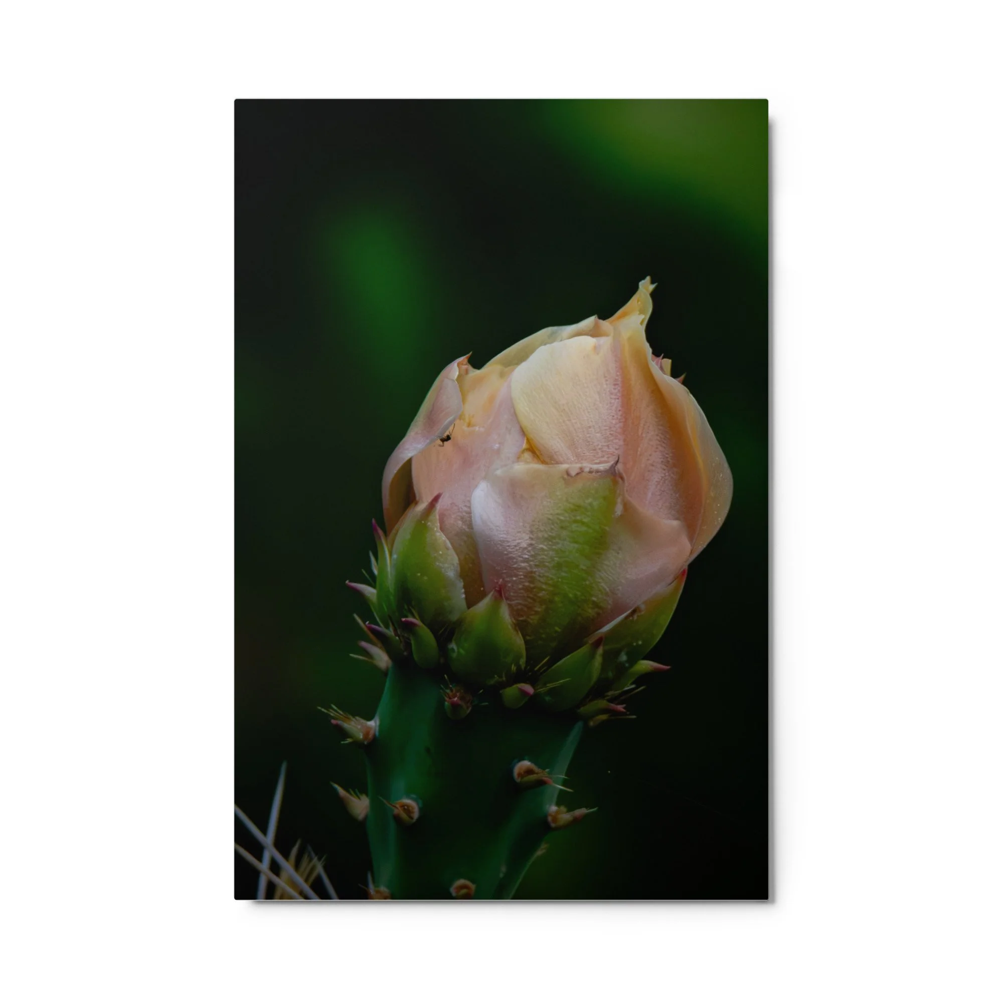 glossy-metal-print-(in)-white-24x36-front-6ab089bdd93d4.jpg