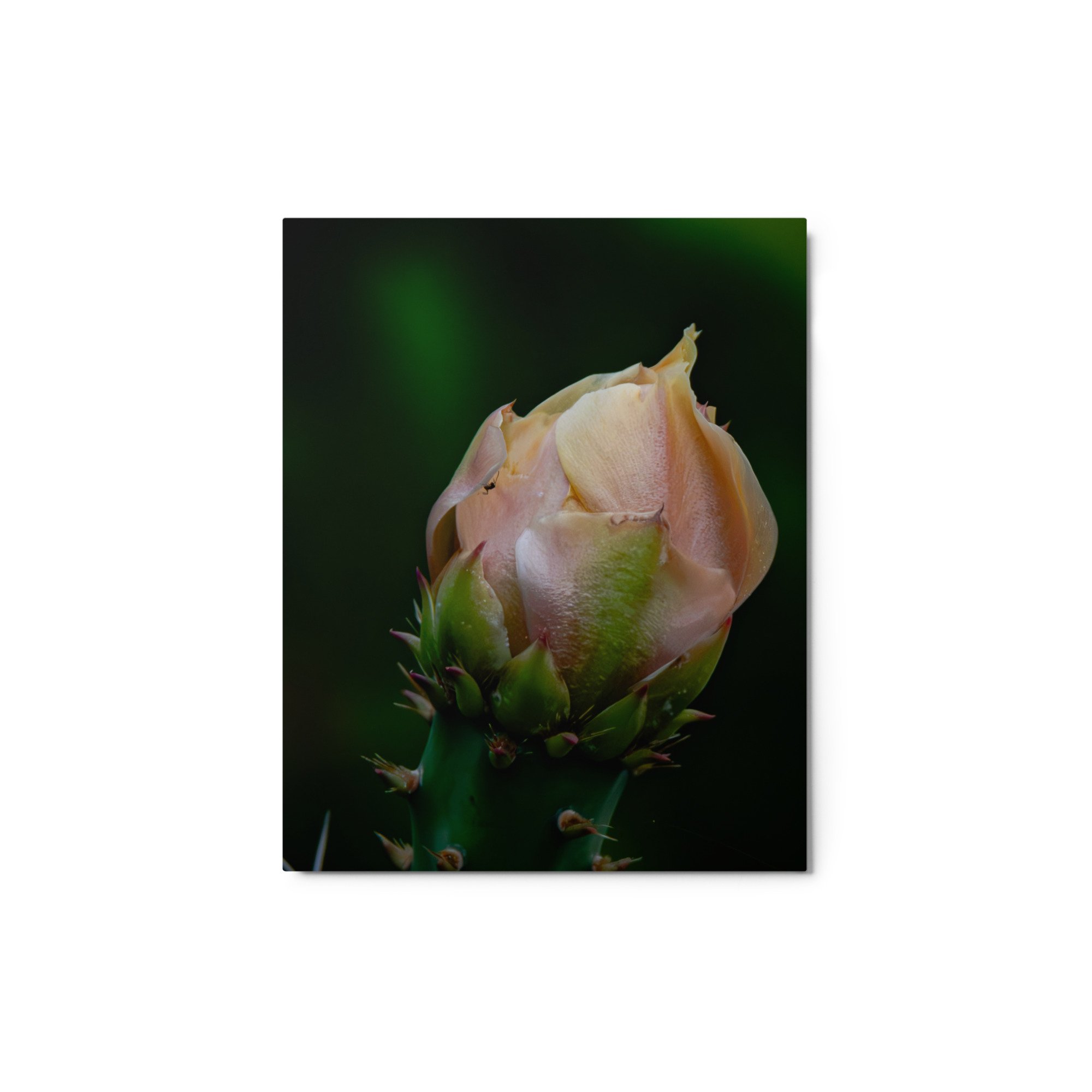 glossy-metal-print-(in)-white-8x10-front-6ab089bdd97fd.jpg