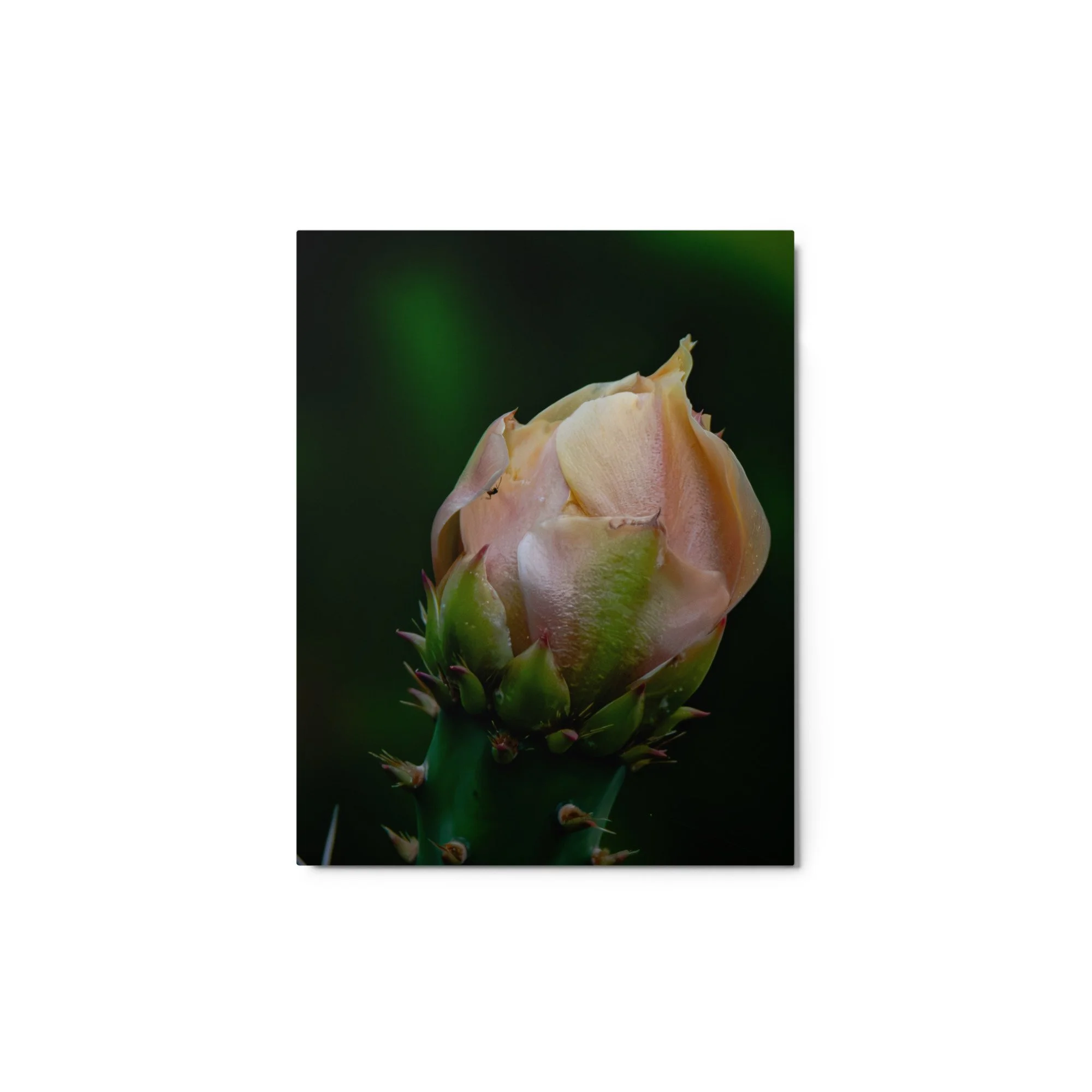 glossy-metal-print-(in)-white-11x14-front-6ab089bdd9847.jpg