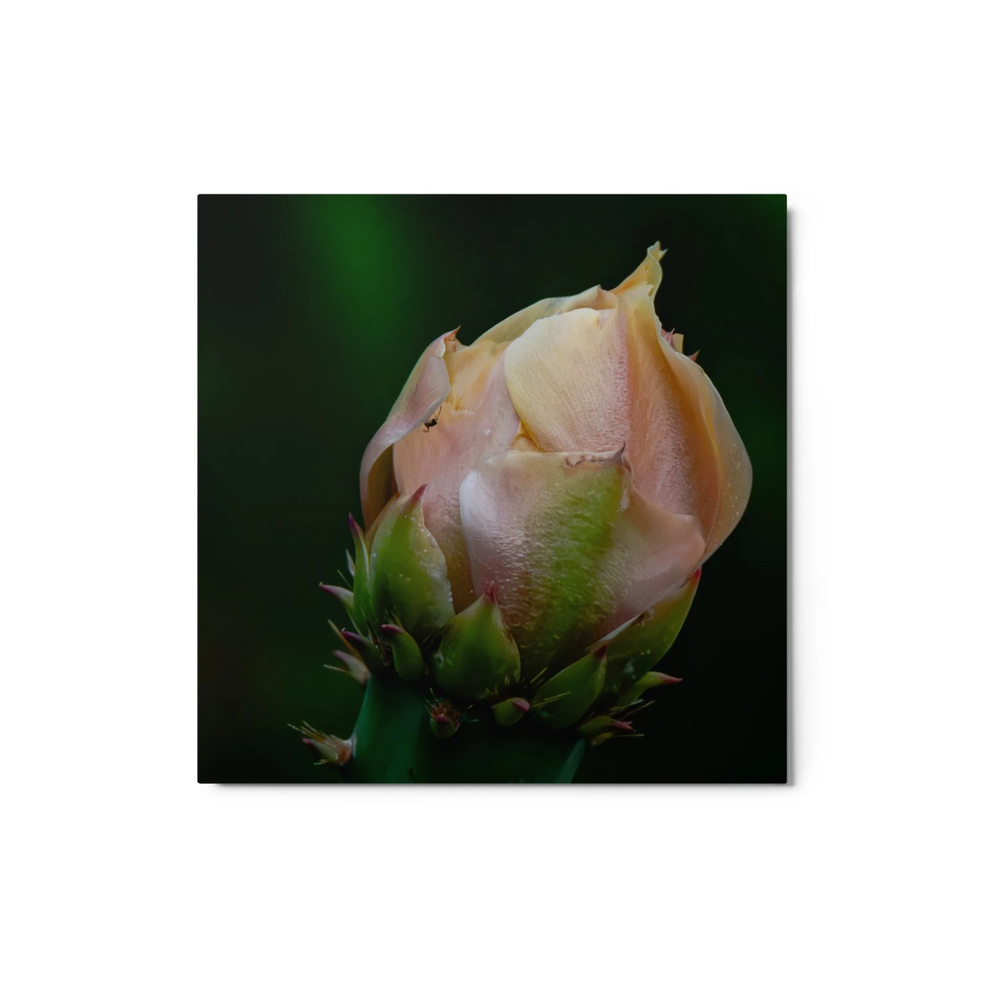 glossy-metal-print-(in)-white-12x12-front-6ab089bdd987b.jpg
