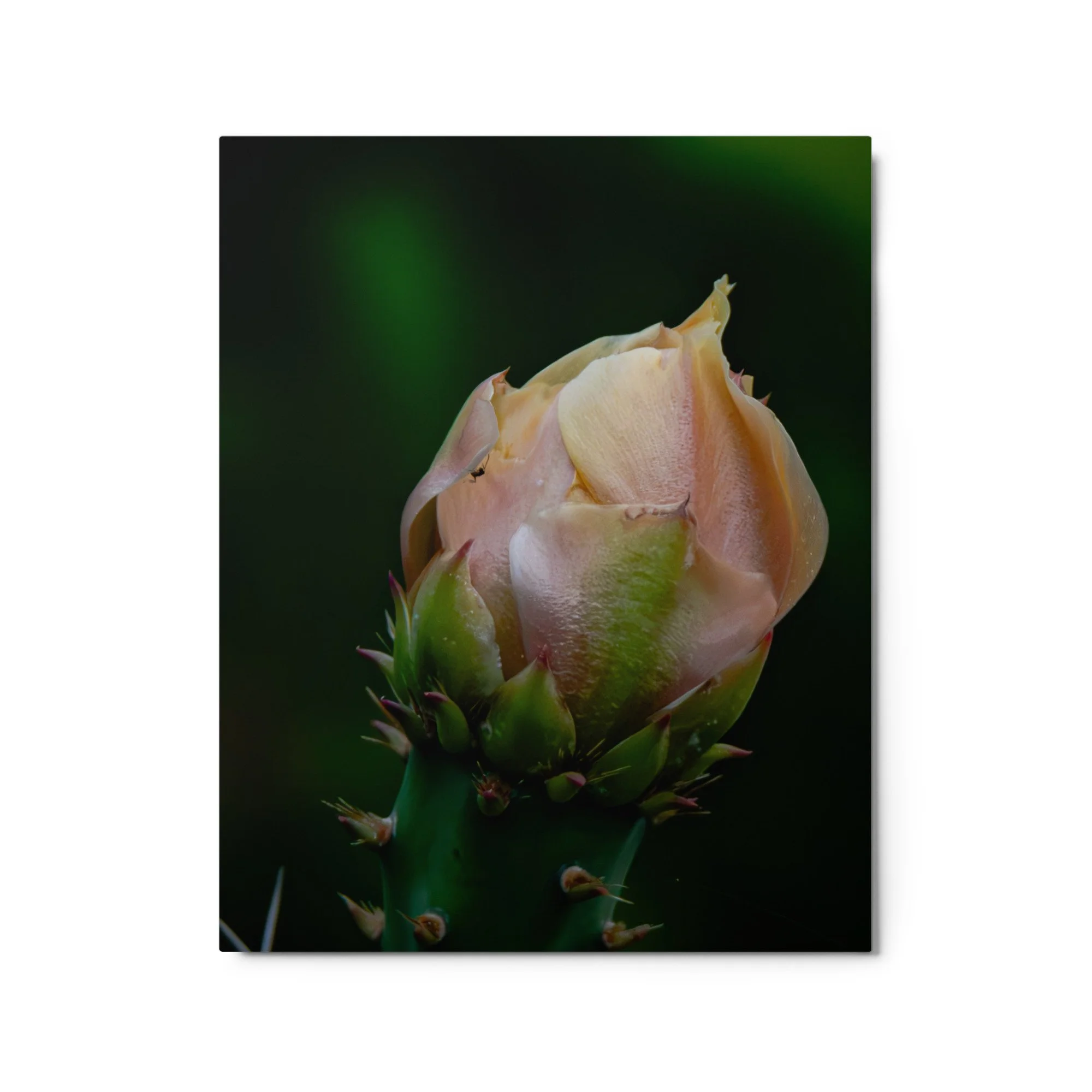 glossy-metal-print-(in)-white-16x20-front-6ab089bdd98a9.jpg