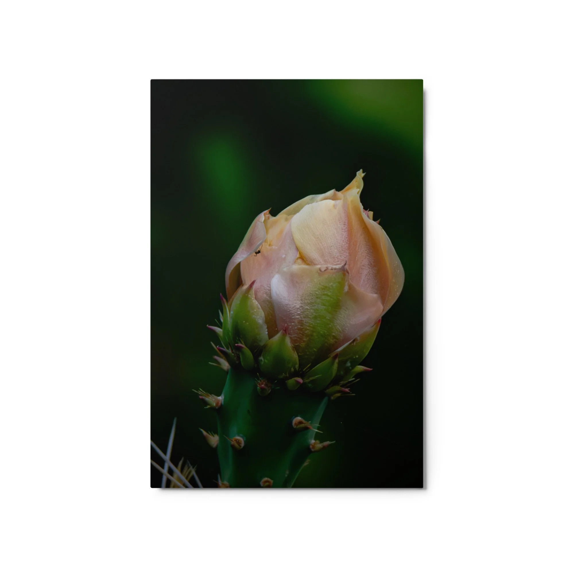 glossy-metal-print-(in)-white-20x30-front-6ab089bdd98d5.jpg