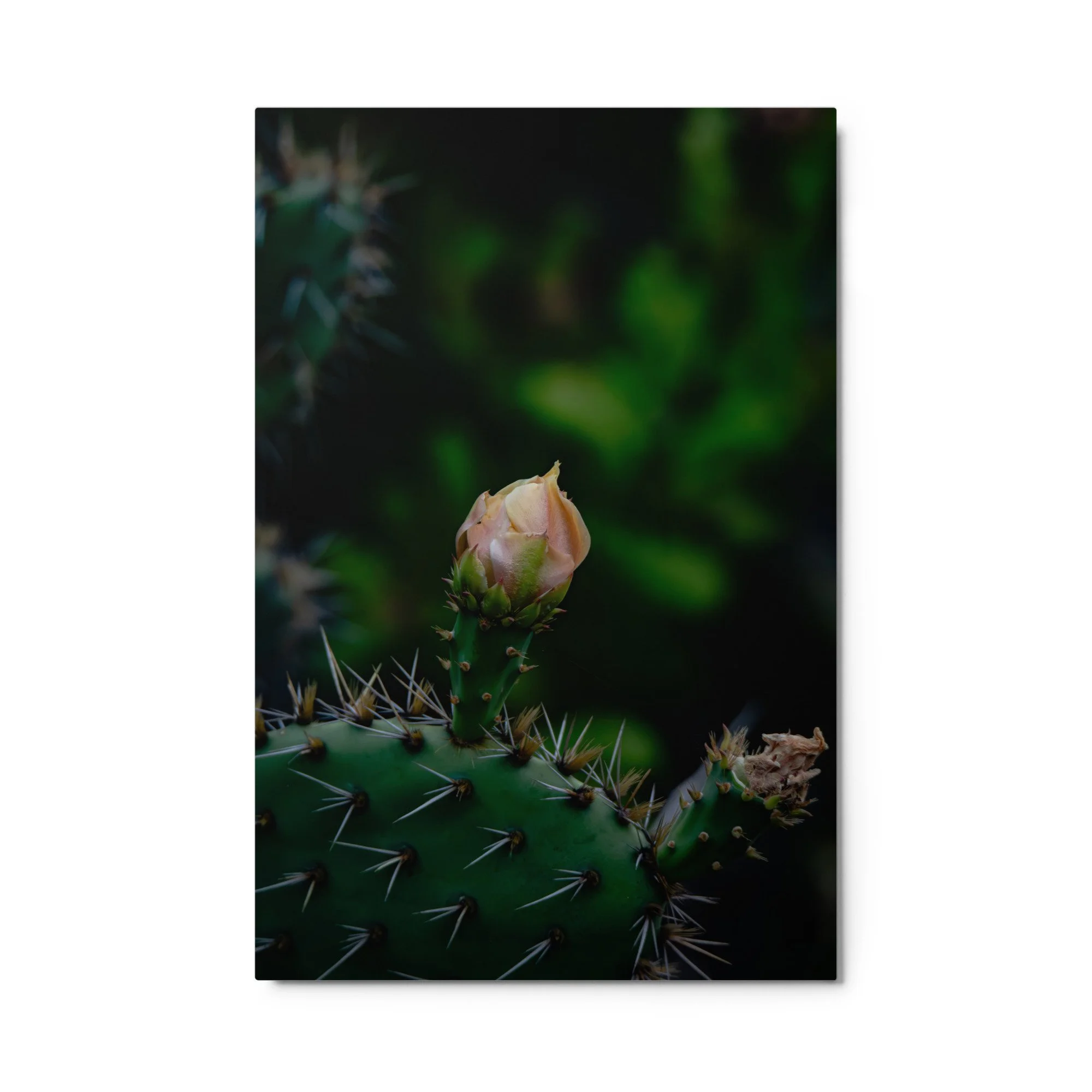 glossy-metal-print-(in)-white-24x36-front-6ab08aa6bf036.jpg