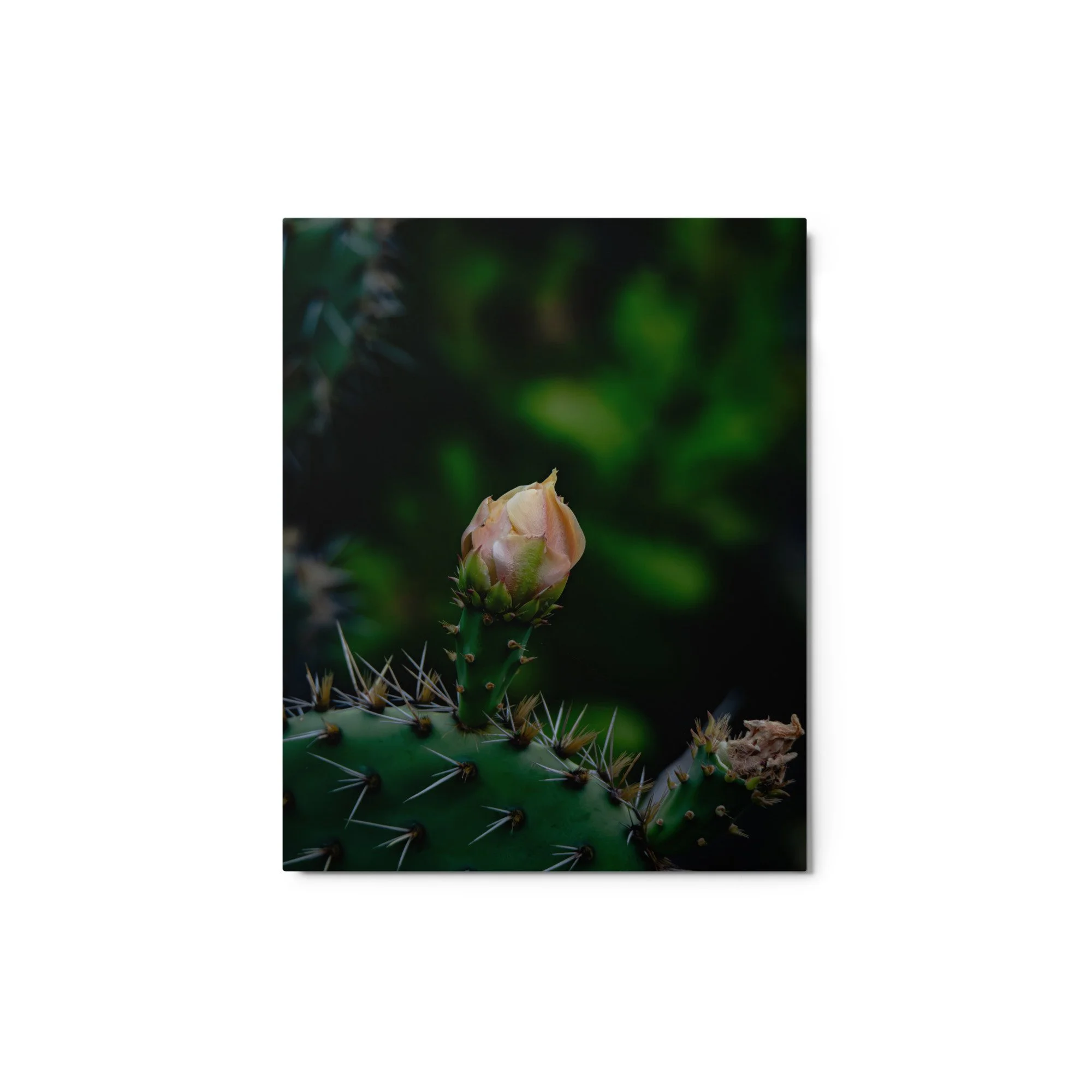 glossy-metal-print-(in)-white-8x10-front-6ab08aa6bf51c.jpg