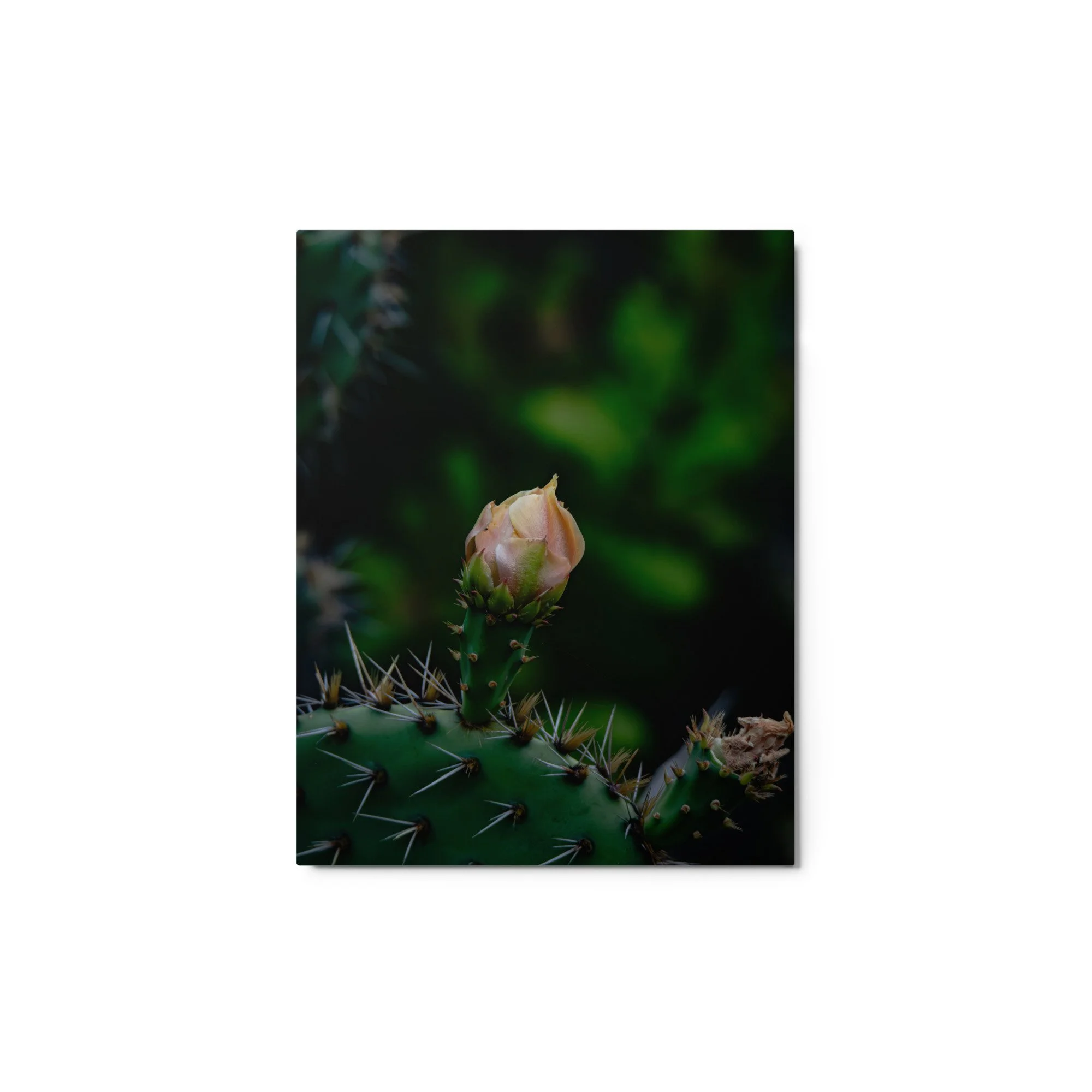 glossy-metal-print-(in)-white-11x14-front-6ab08aa6bf55d.jpg