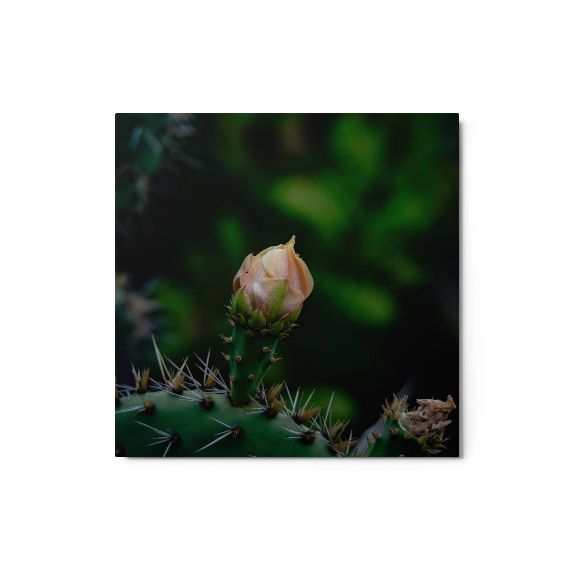 glossy-metal-print-(in)-white-12x12-front-6ab08aa6bf591.jpg