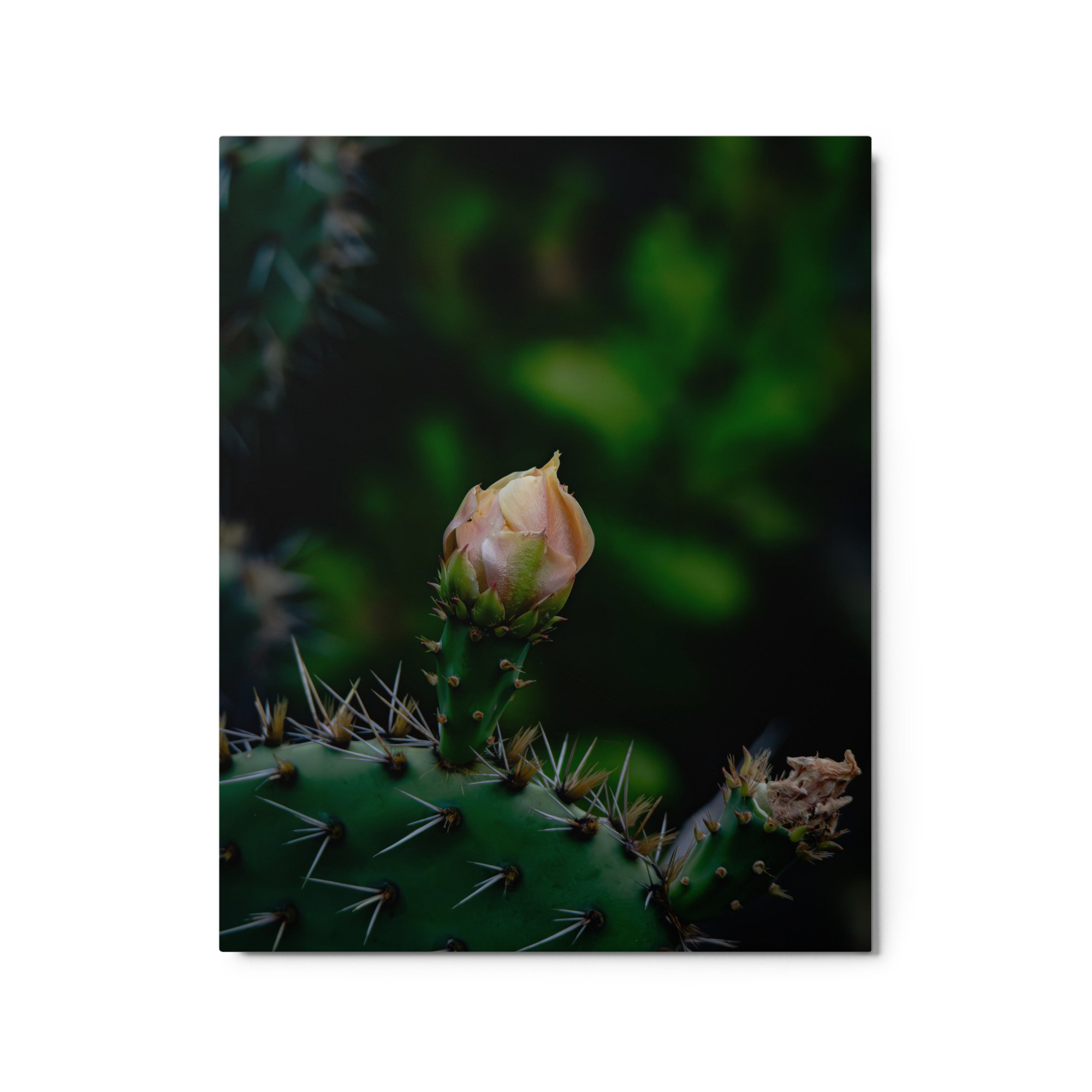 glossy-metal-print-(in)-white-16x20-front-6ab08aa6bf5be.jpg