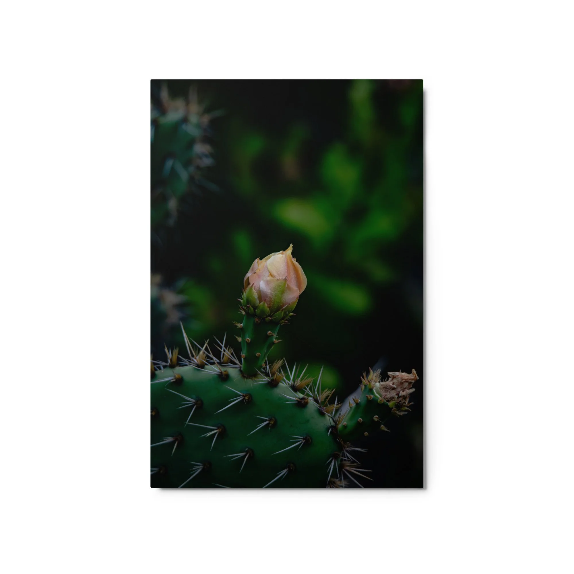 glossy-metal-print-(in)-white-20x30-front-6ab08aa6bf5ec.jpg