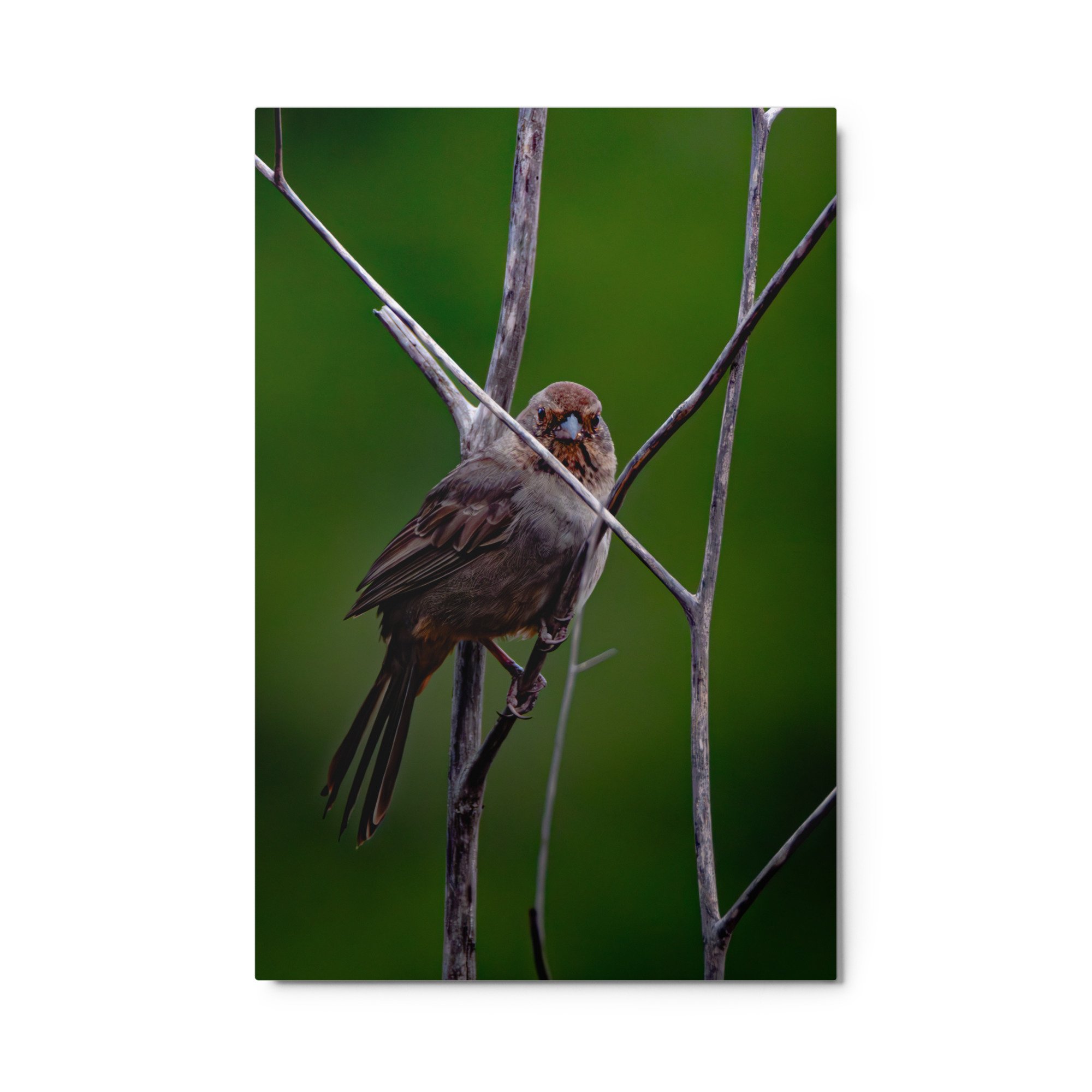 glossy-metal-print-(in)-white-24x36-front-6ab08b74e3857.jpg