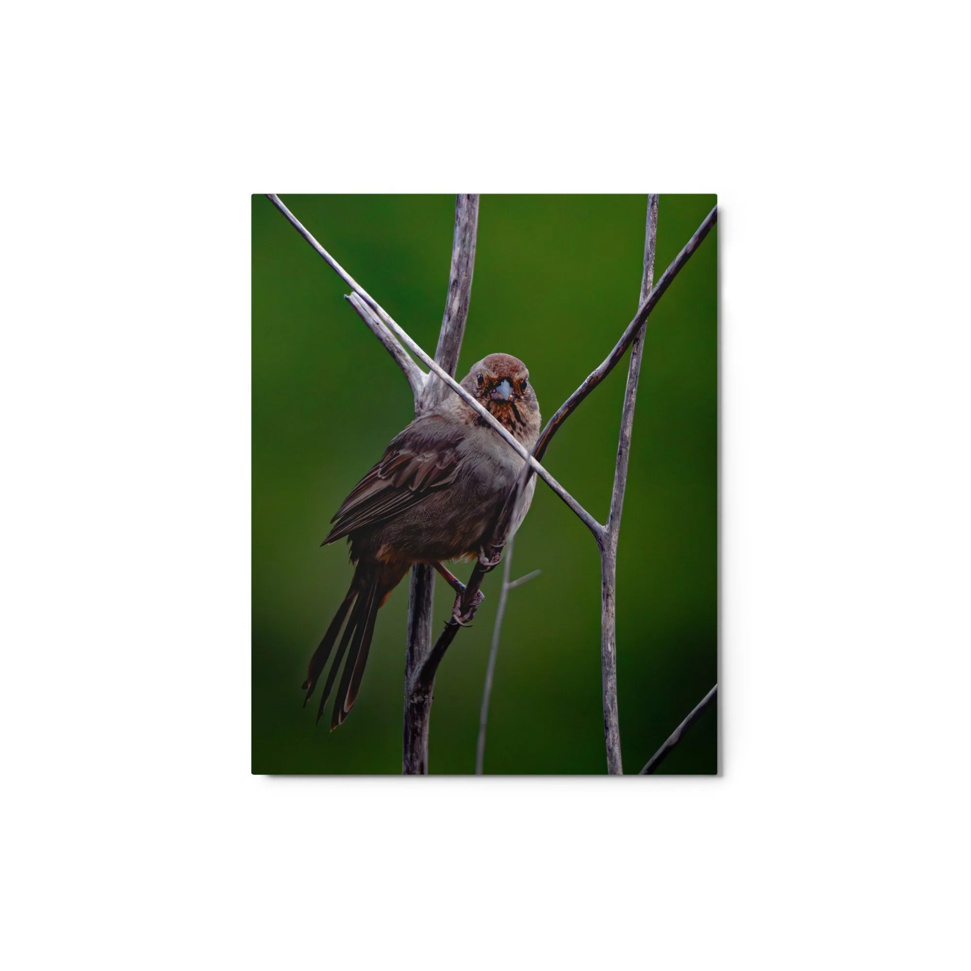 glossy-metal-print-(in)-white-8x10-front-6ab08b74e400a.jpg