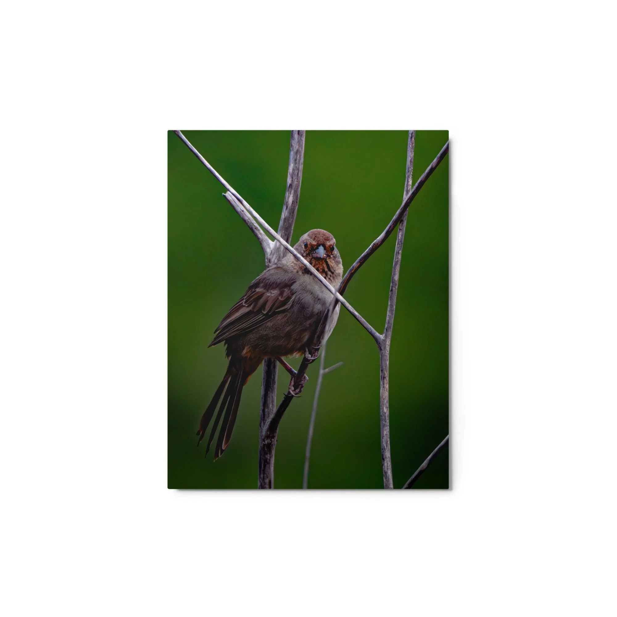 glossy-metal-print-(in)-white-11x14-front-6ab08b74e4067.jpg
