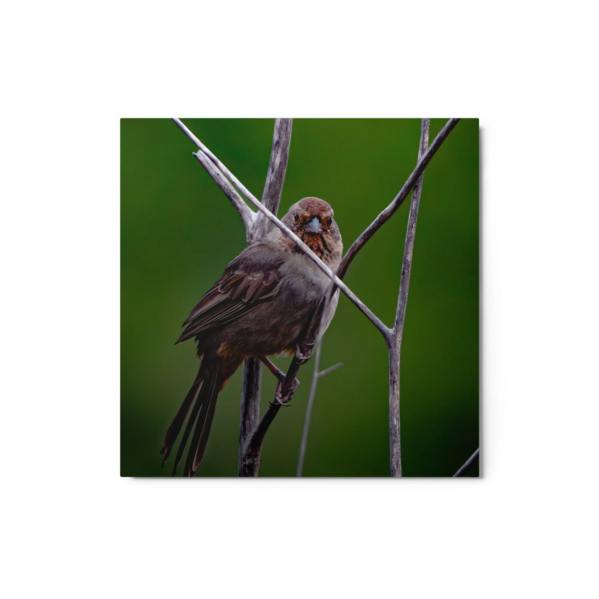 glossy-metal-print-(in)-white-12x12-front-6ab08b74e409e.jpg