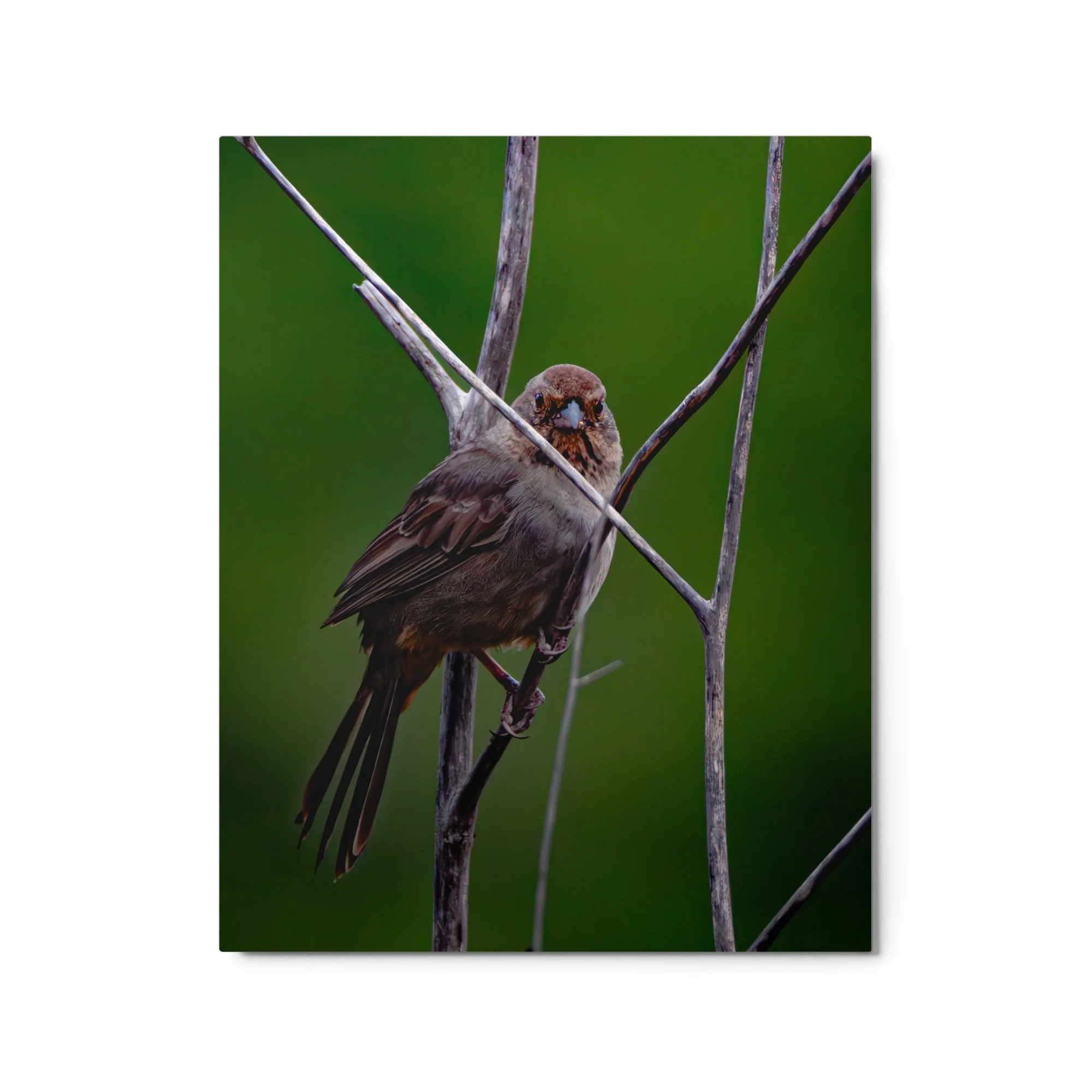 glossy-metal-print-(in)-white-16x20-front-6ab08b74e40d5.jpg