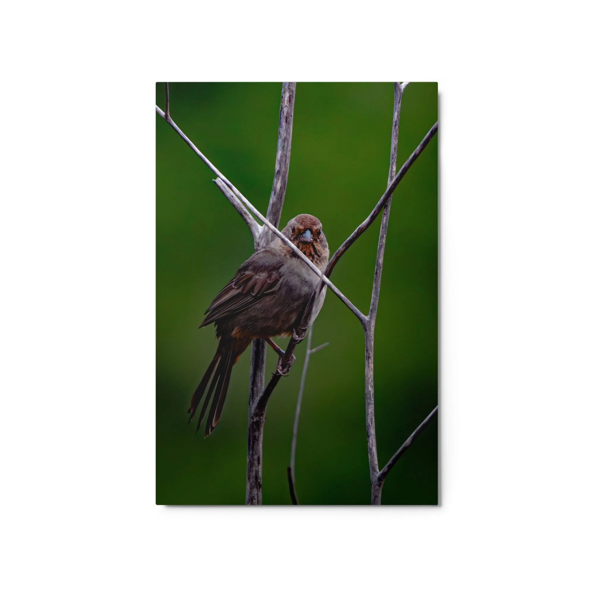 glossy-metal-print-(in)-white-20x30-front-6ab08b74e4102.jpg