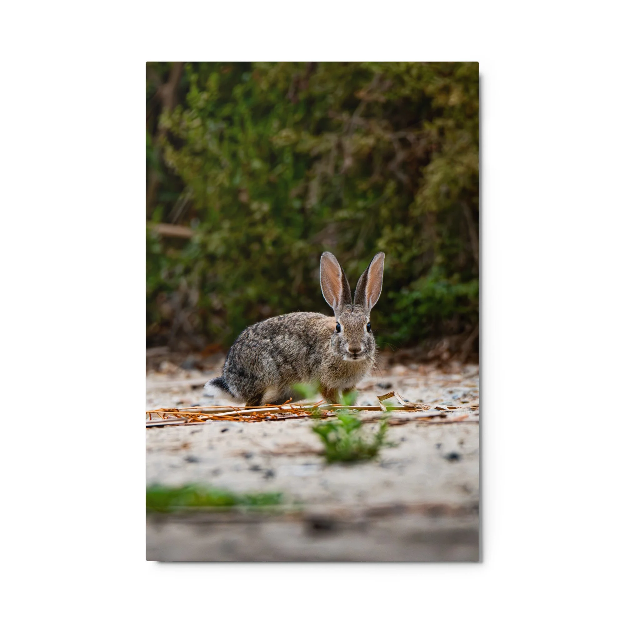 glossy-metal-print-(in)-white-24x36-front-6ab72c240a3b5.jpg
