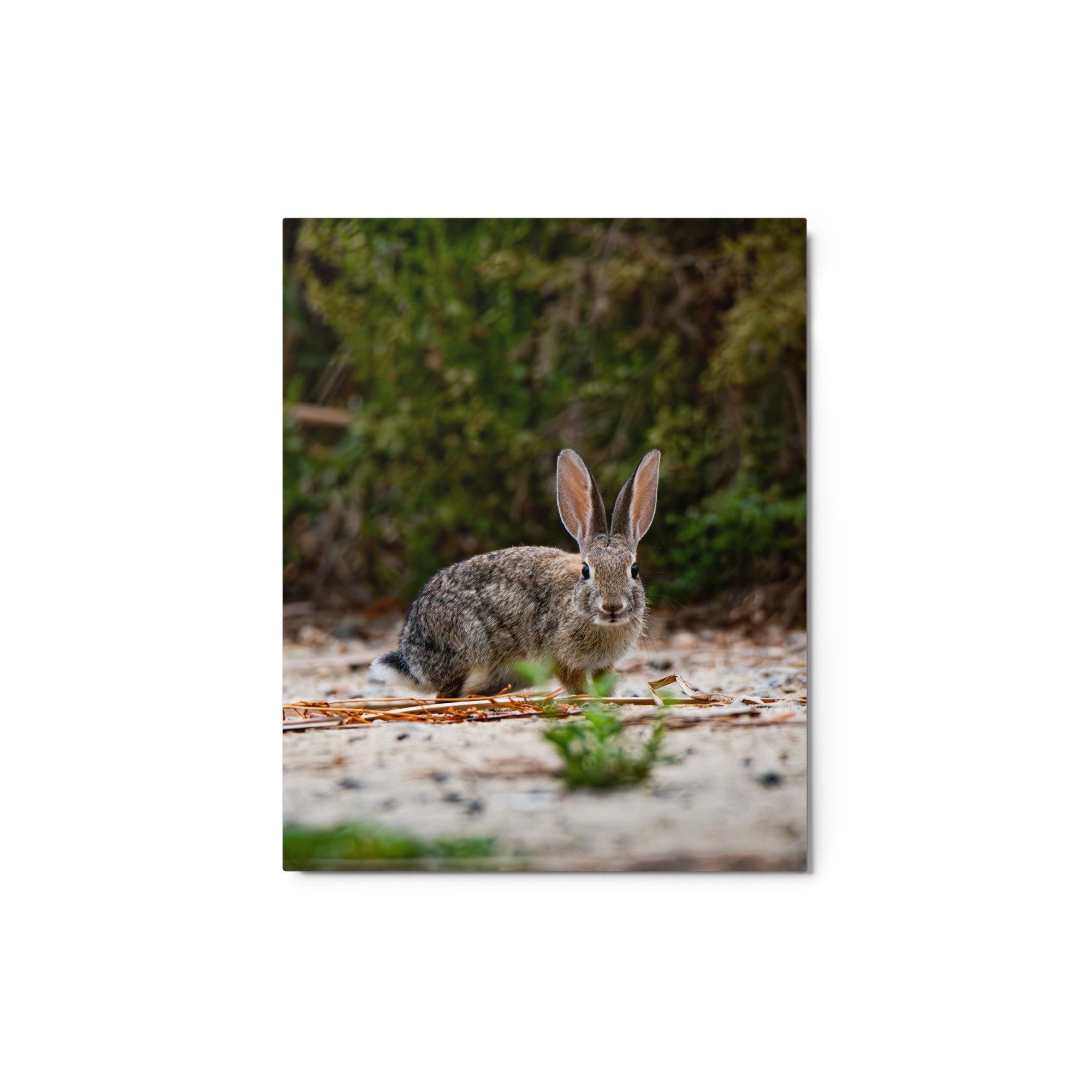 glossy-metal-print-(in)-white-8x10-front-6ab72c240b019.jpg