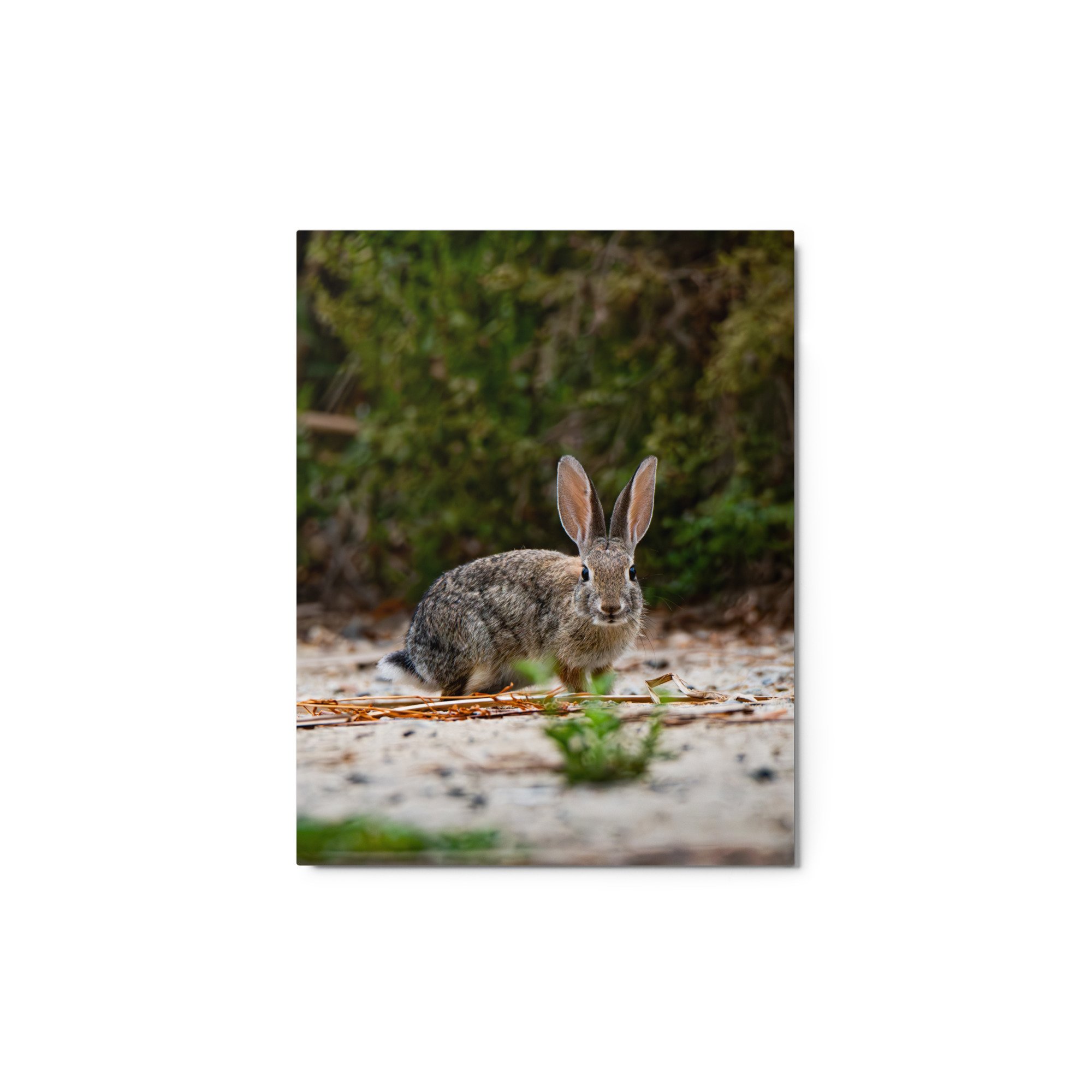 glossy-metal-print-(in)-white-11x14-front-6ab72c240b060.jpg