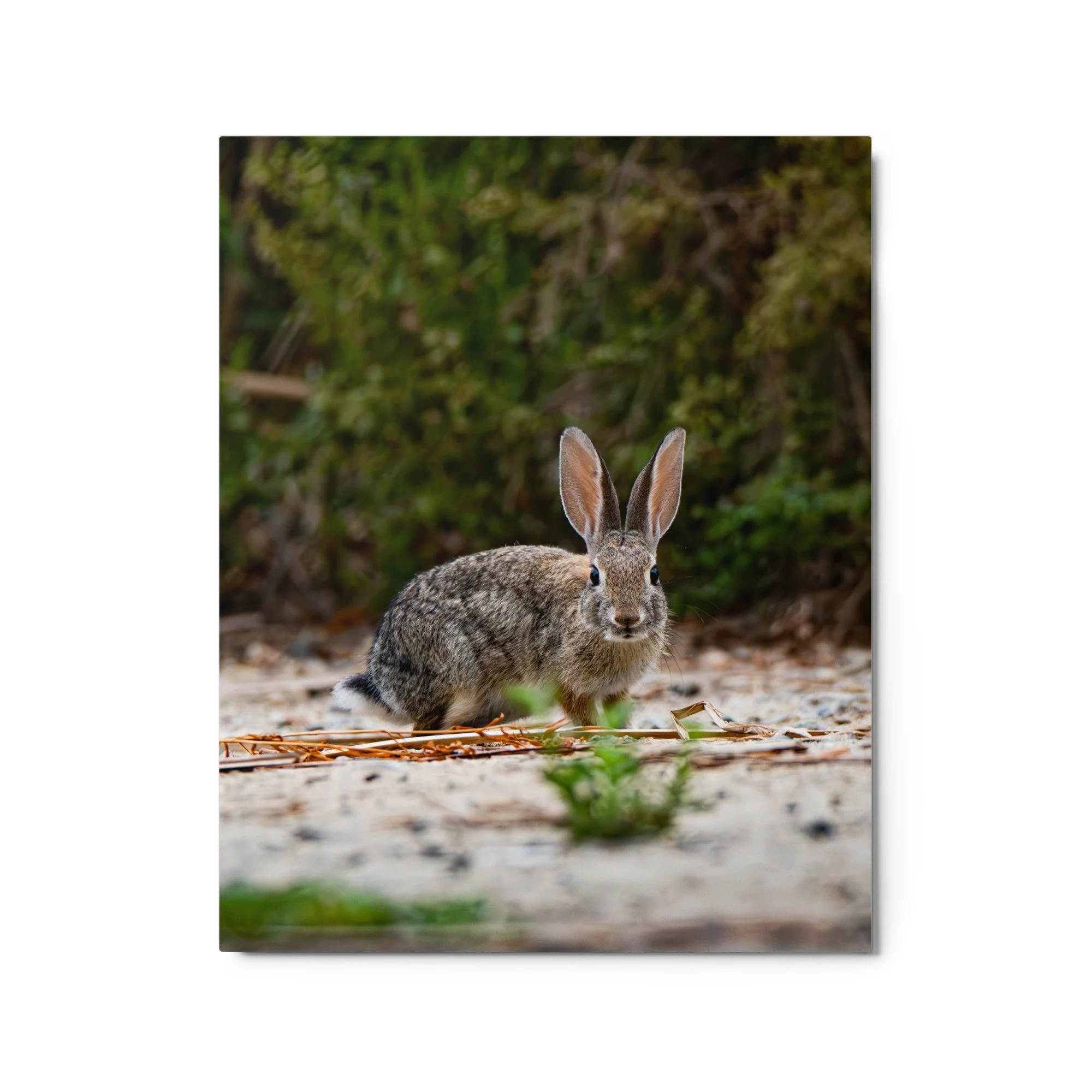 glossy-metal-print-(in)-white-16x20-front-6ab72c240b0c5.jpg