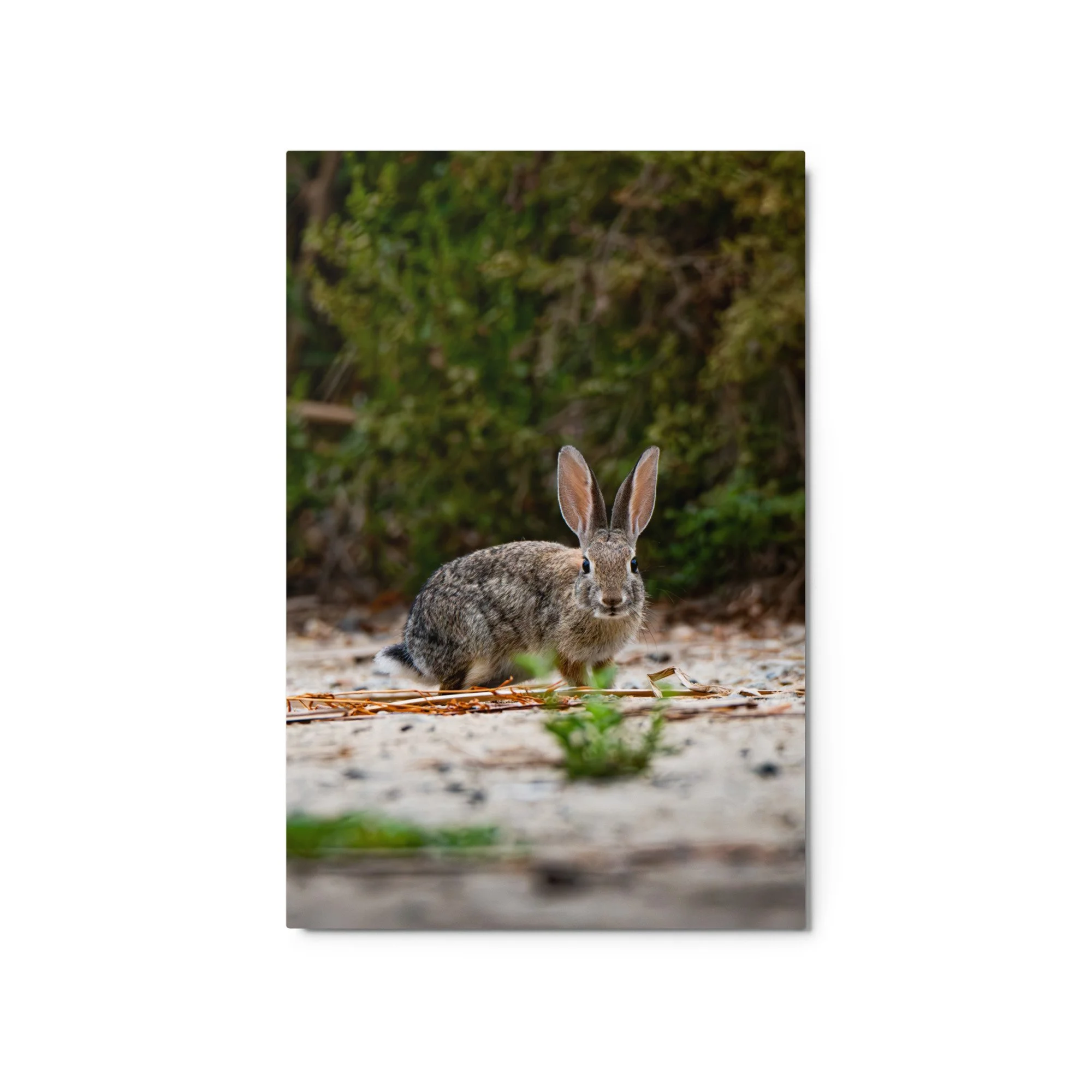 glossy-metal-print-(in)-white-20x30-front-6ab72c240b0f3.jpg