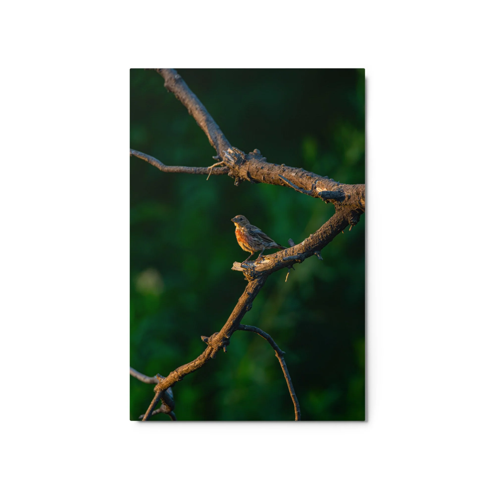 glossy-metal-print-(in)-white-20x30-front-6ababb3674313.jpg