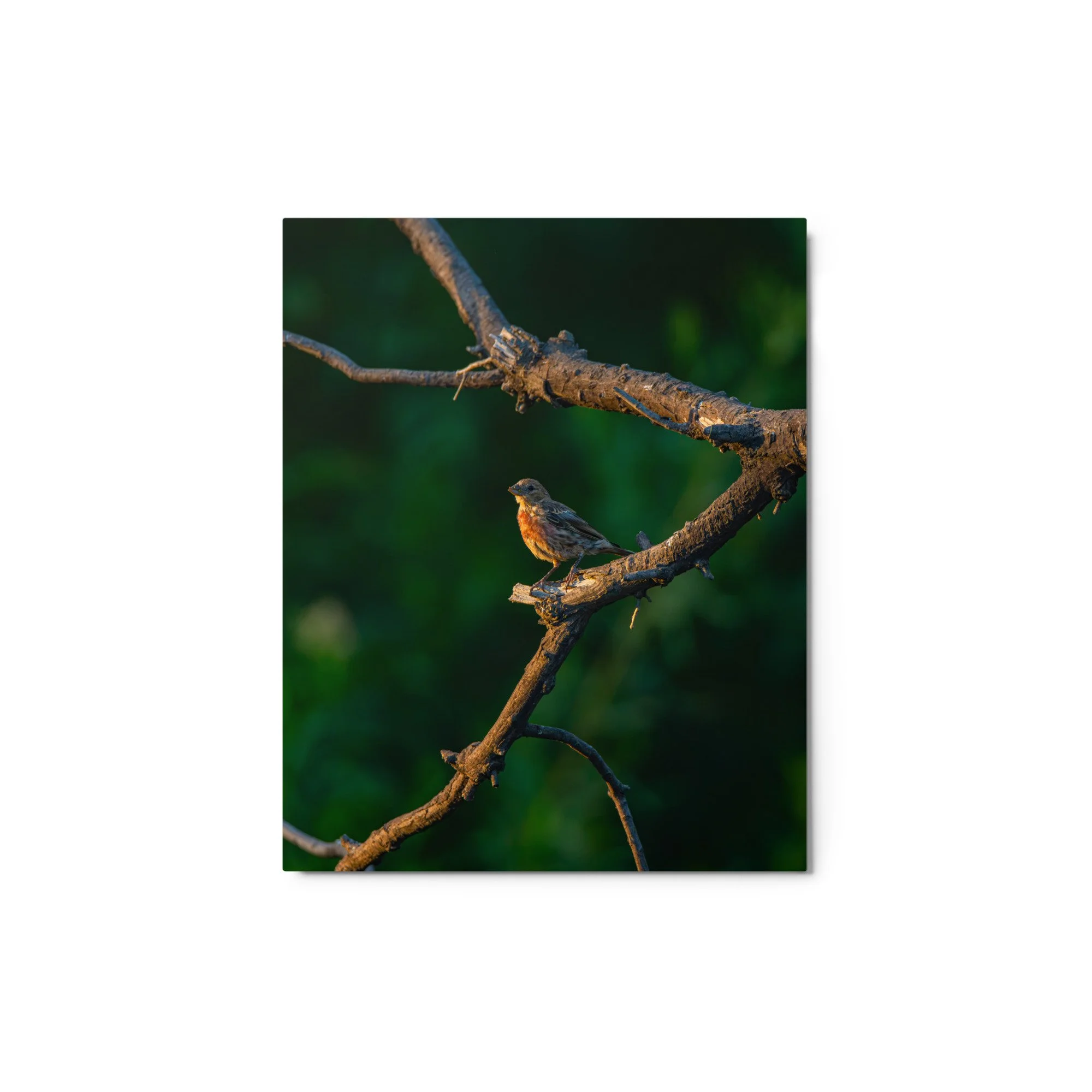 glossy-metal-print-(in)-white-8x10-front-6ababb3674cfe.jpg