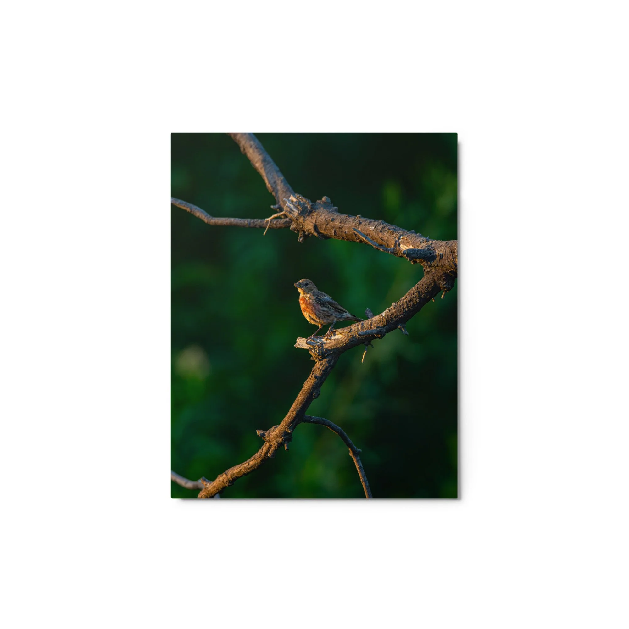 glossy-metal-print-(in)-white-11x14-front-6ababb3674d58.jpg