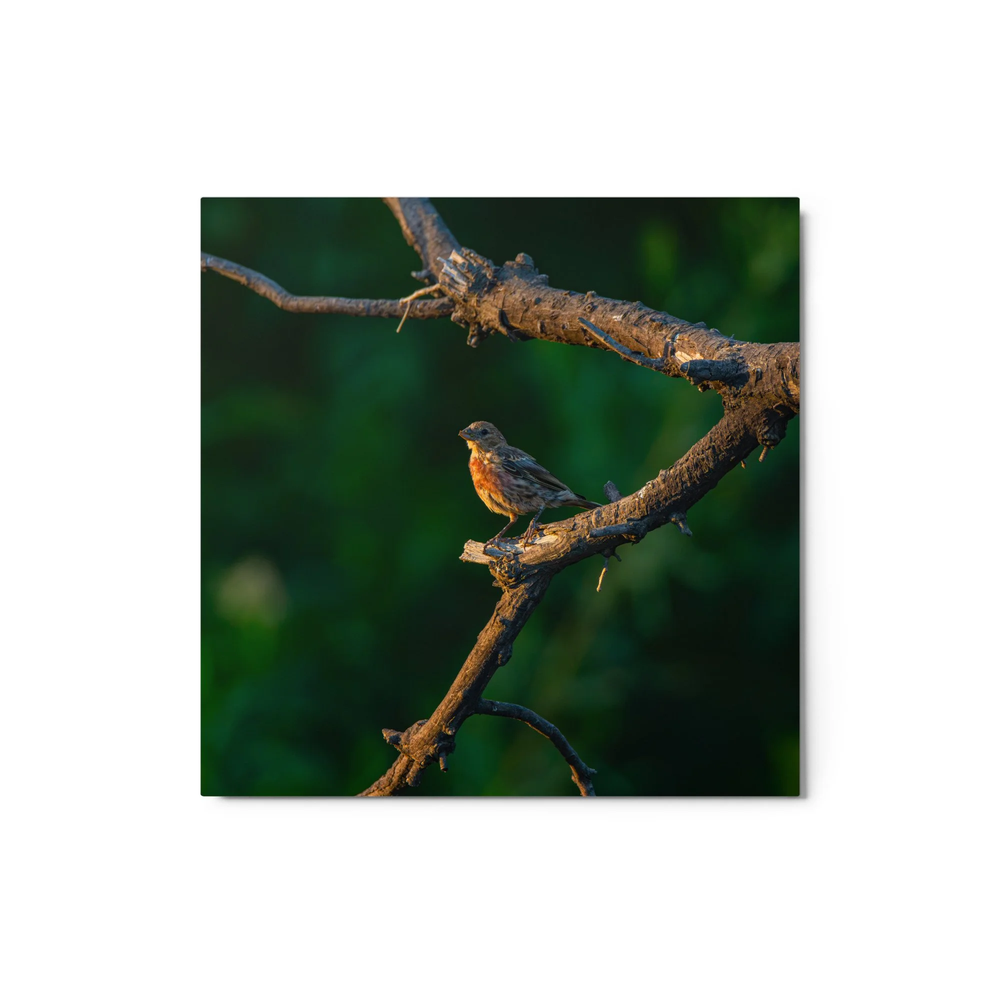 glossy-metal-print-(in)-white-12x12-front-6ababb3674d8c.jpg