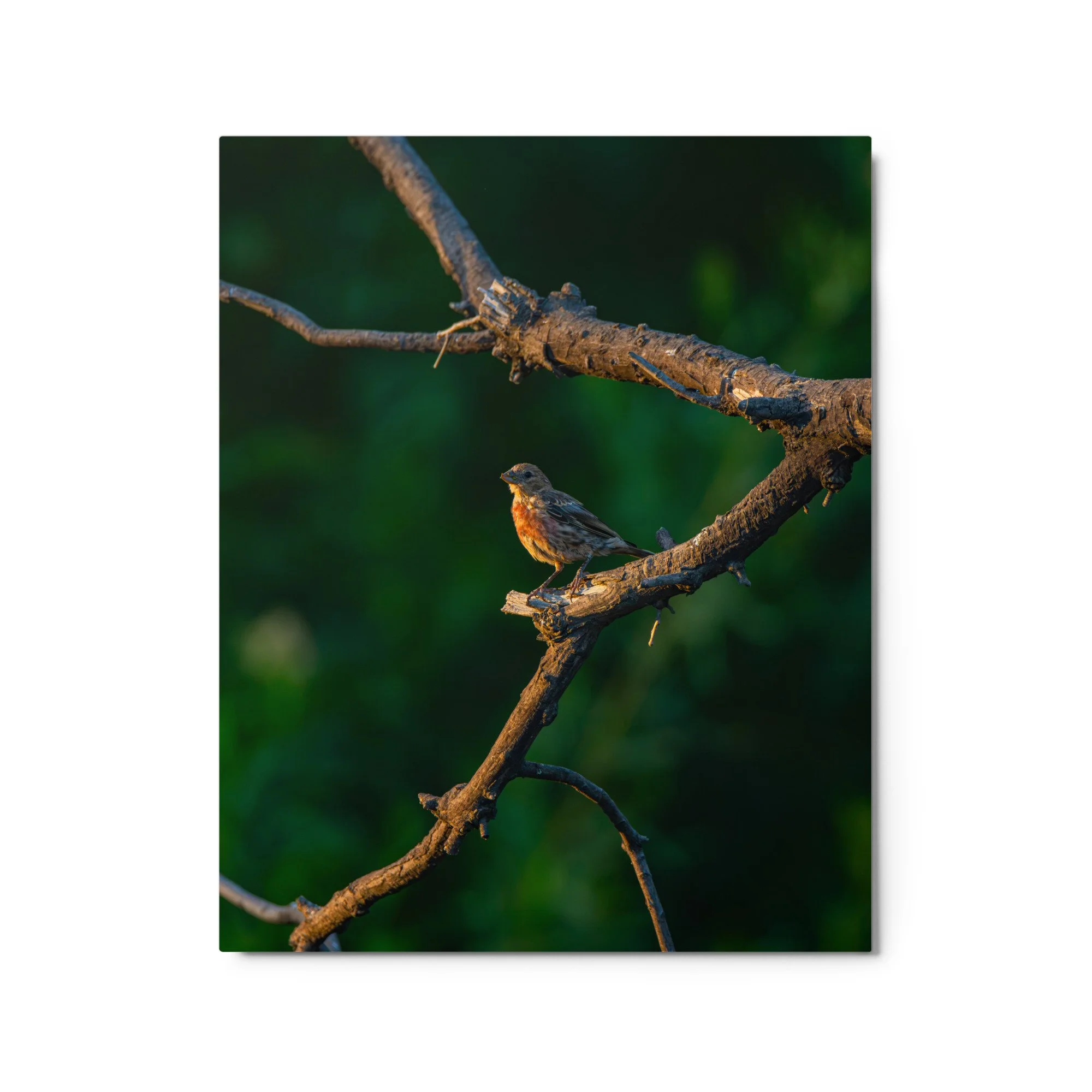 glossy-metal-print-(in)-white-16x20-front-6ababb3674dba.jpg