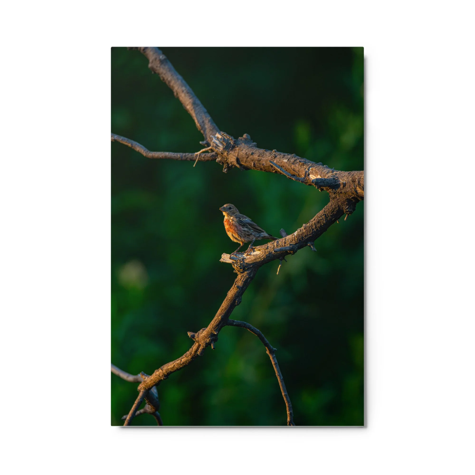 glossy-metal-print-(in)-white-24x36-front-6ababb3674df5.jpg