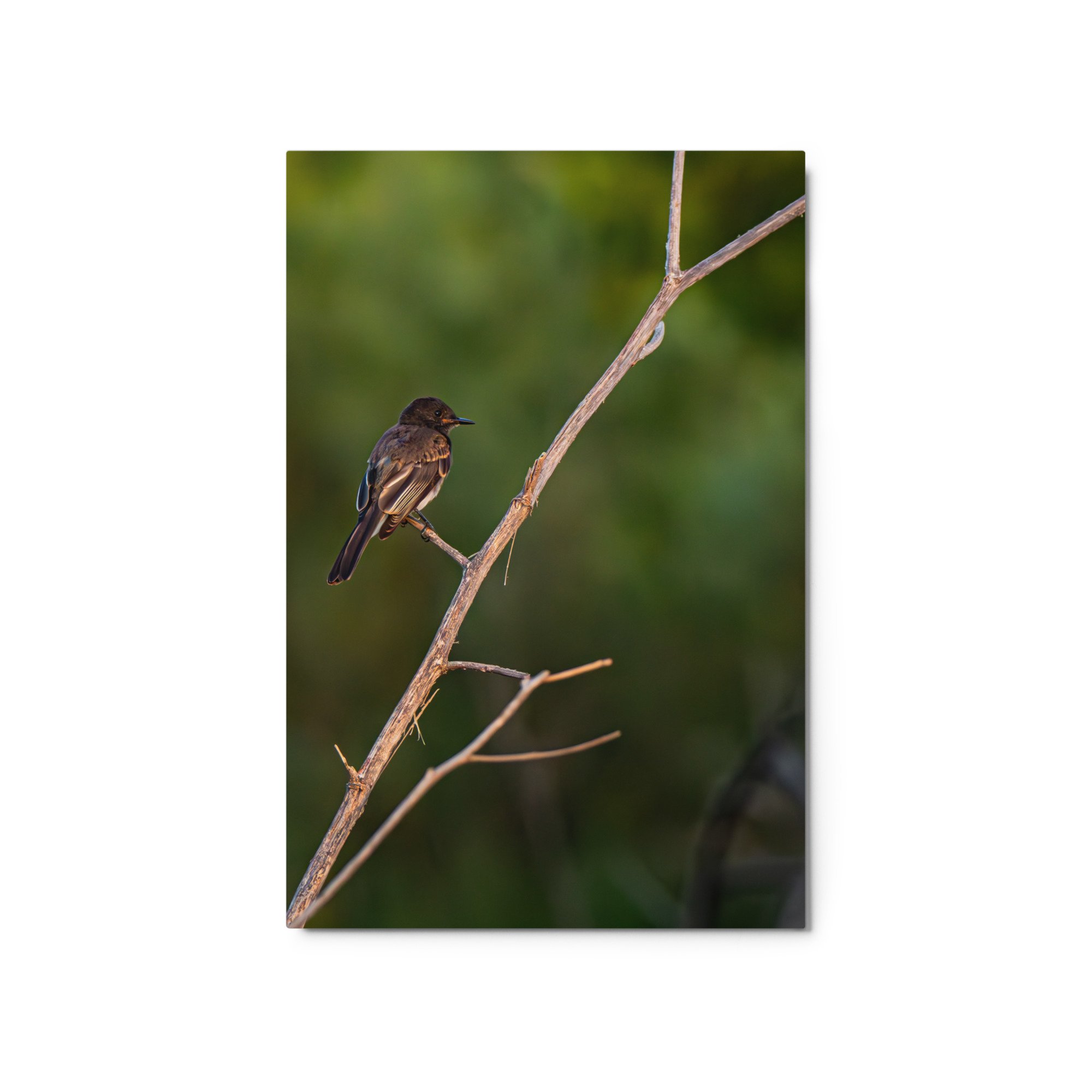 glossy-metal-print-(in)-white-20x30-front-6ababc6de46cb.jpg