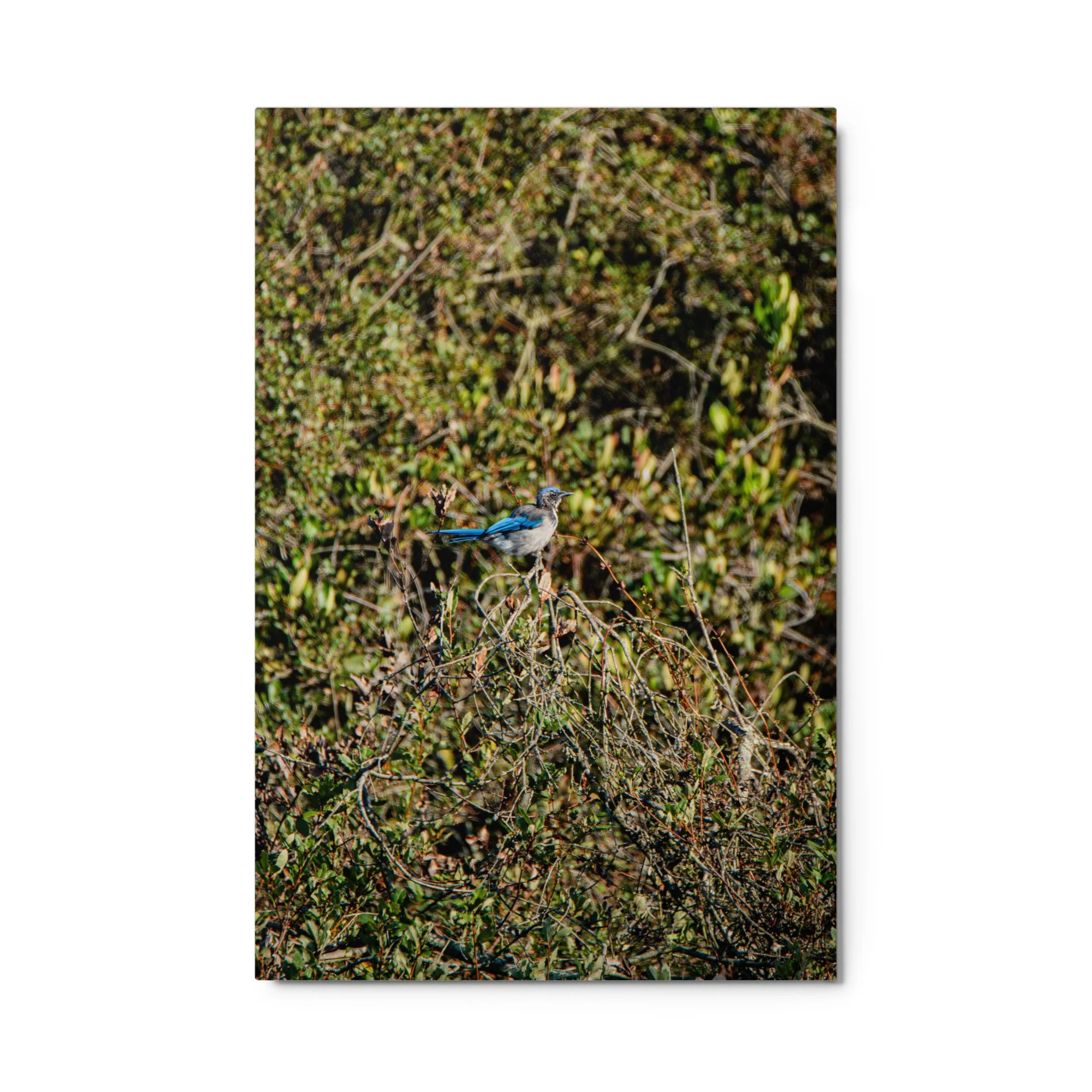 glossy-metal-print-(in)-white-24x36-front-6ad1a3f4bbfc3.jpg