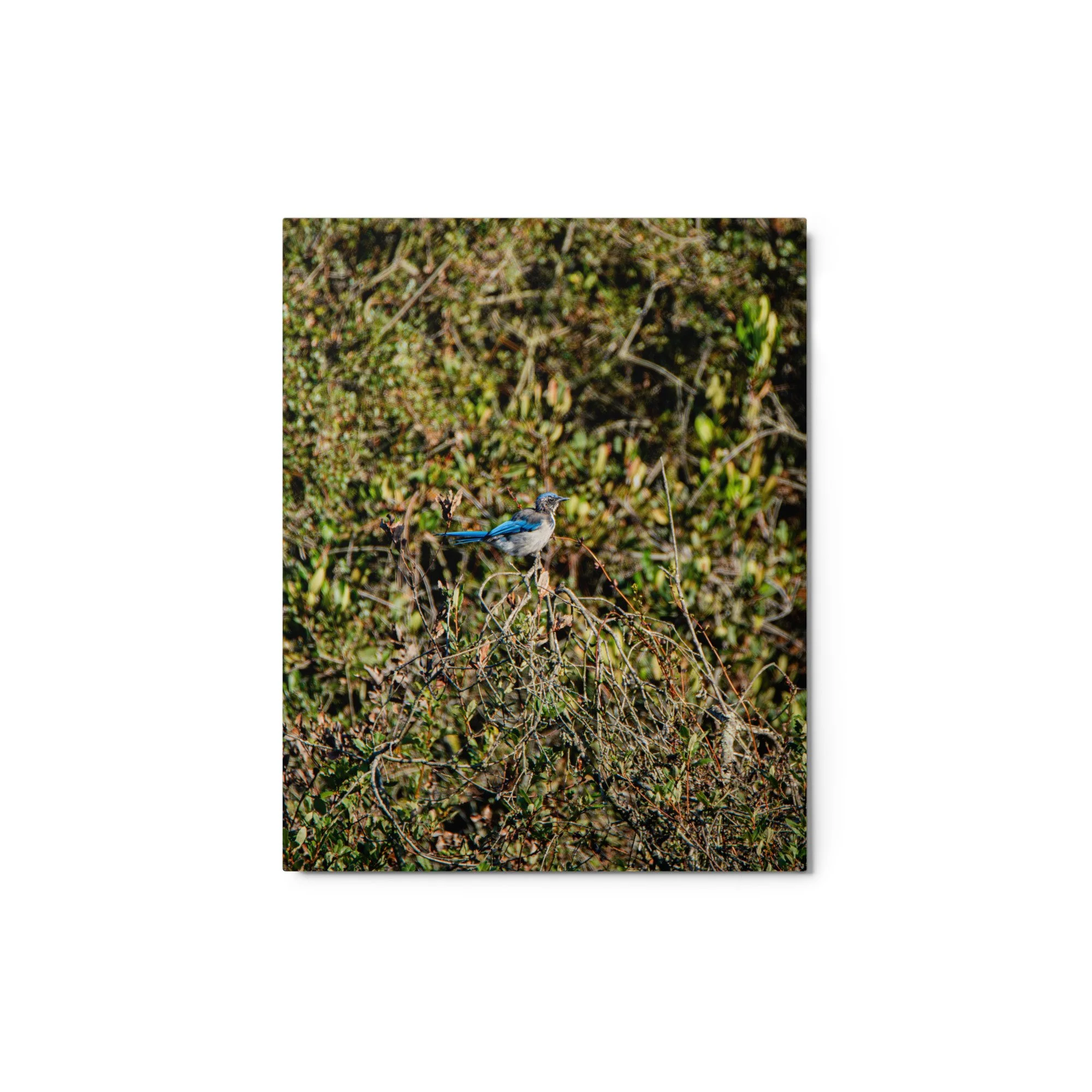 glossy-metal-print-(in)-white-8x10-front-6ad1a3f4bc41b.jpg