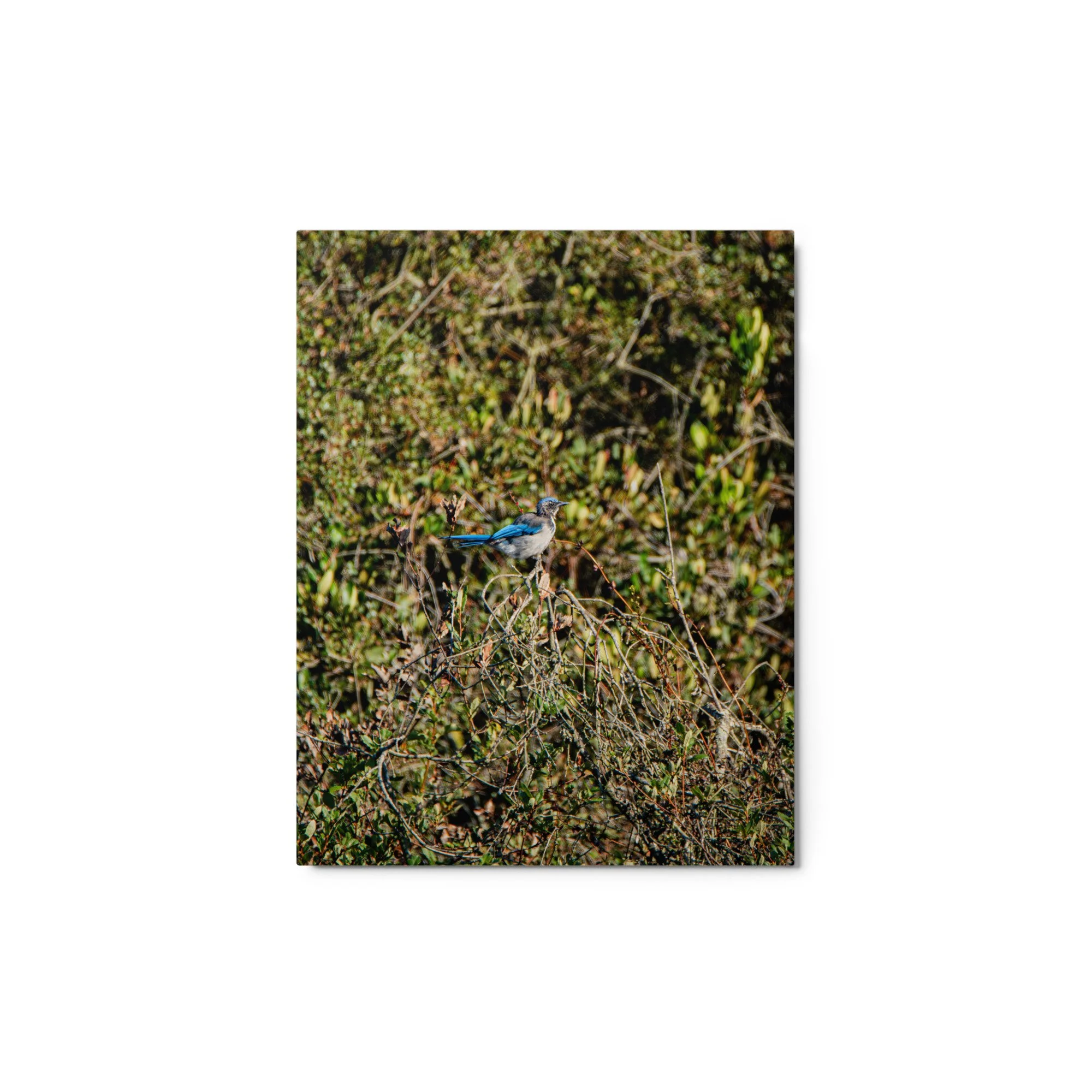 glossy-metal-print-(in)-white-11x14-front-6ad1a3f4bc471.jpg
