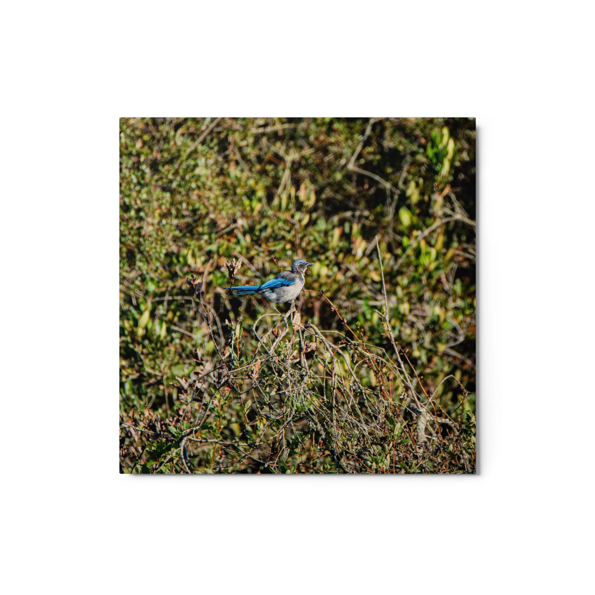 glossy-metal-print-(in)-white-12x12-front-6ad1a3f4bc4a9.jpg