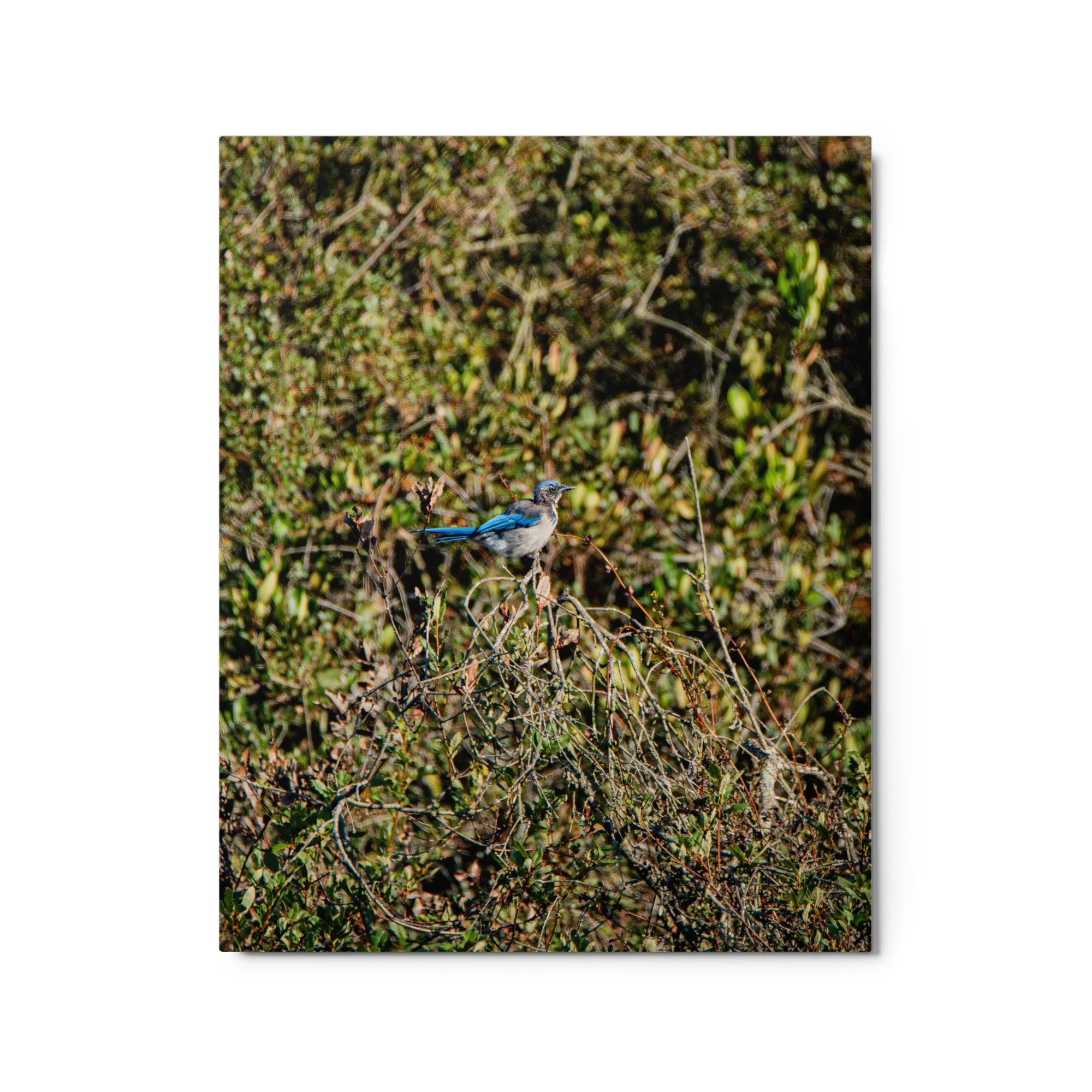 glossy-metal-print-(in)-white-16x20-front-6ad1a3f4bc4da.jpg