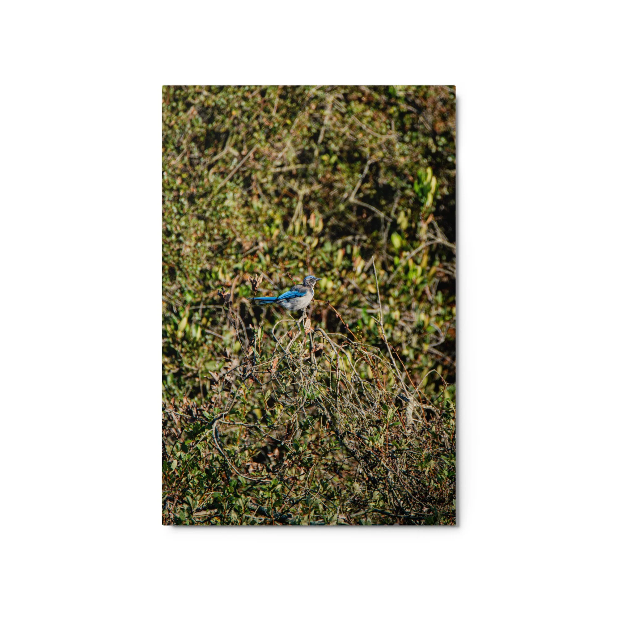 glossy-metal-print-(in)-white-20x30-front-6ad1a3f4bc509.jpg