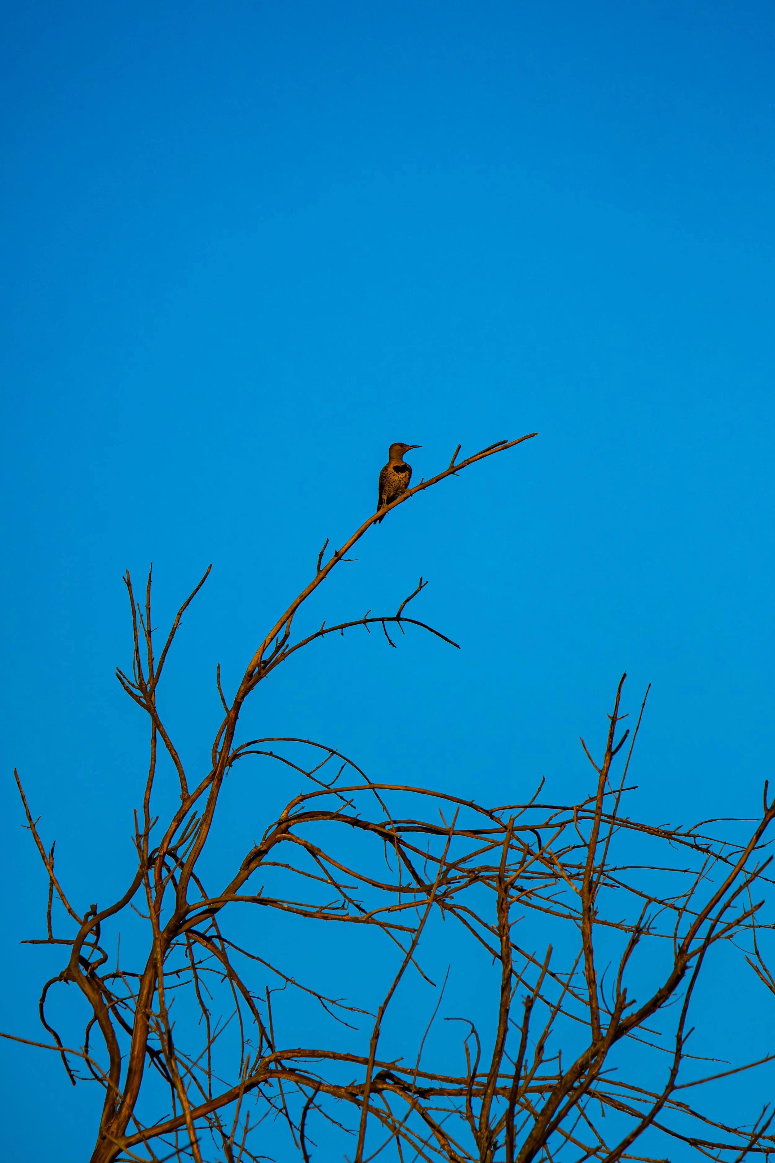 Look closer. What colors do you see on its feathers?
