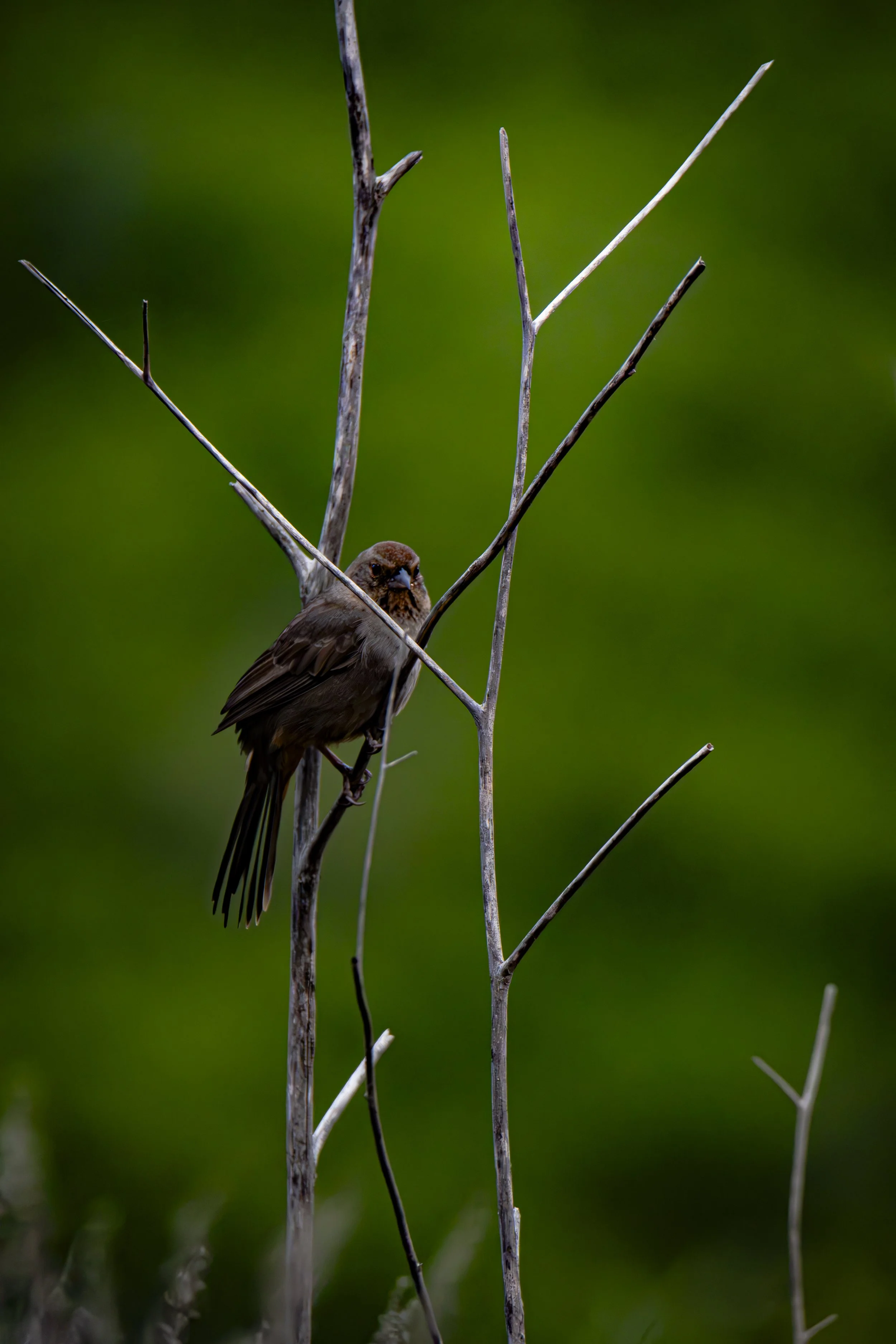 Look at the lines around the bird. How many shapes can you find?