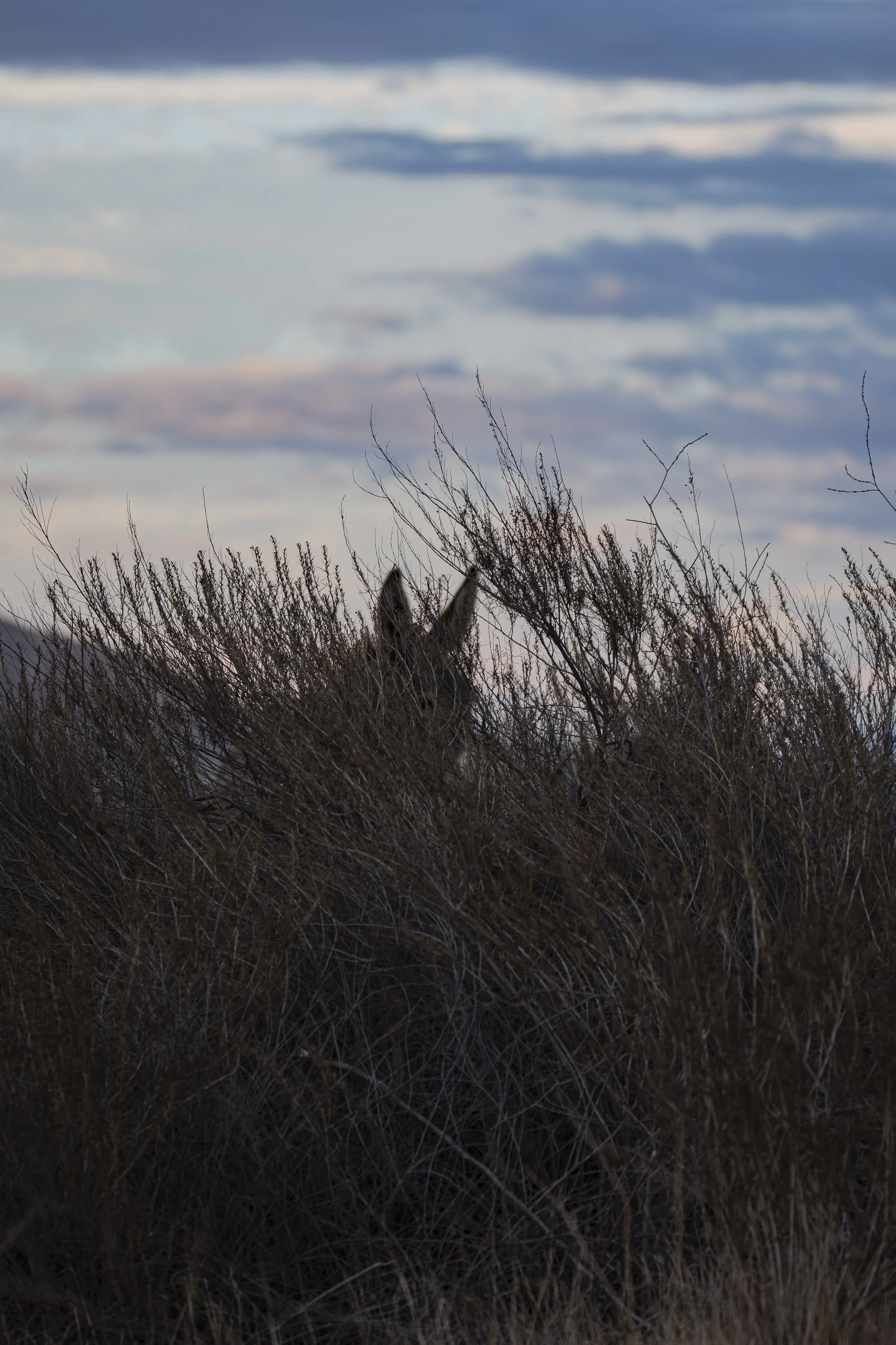 Can you find two ears hiding in the bushes?