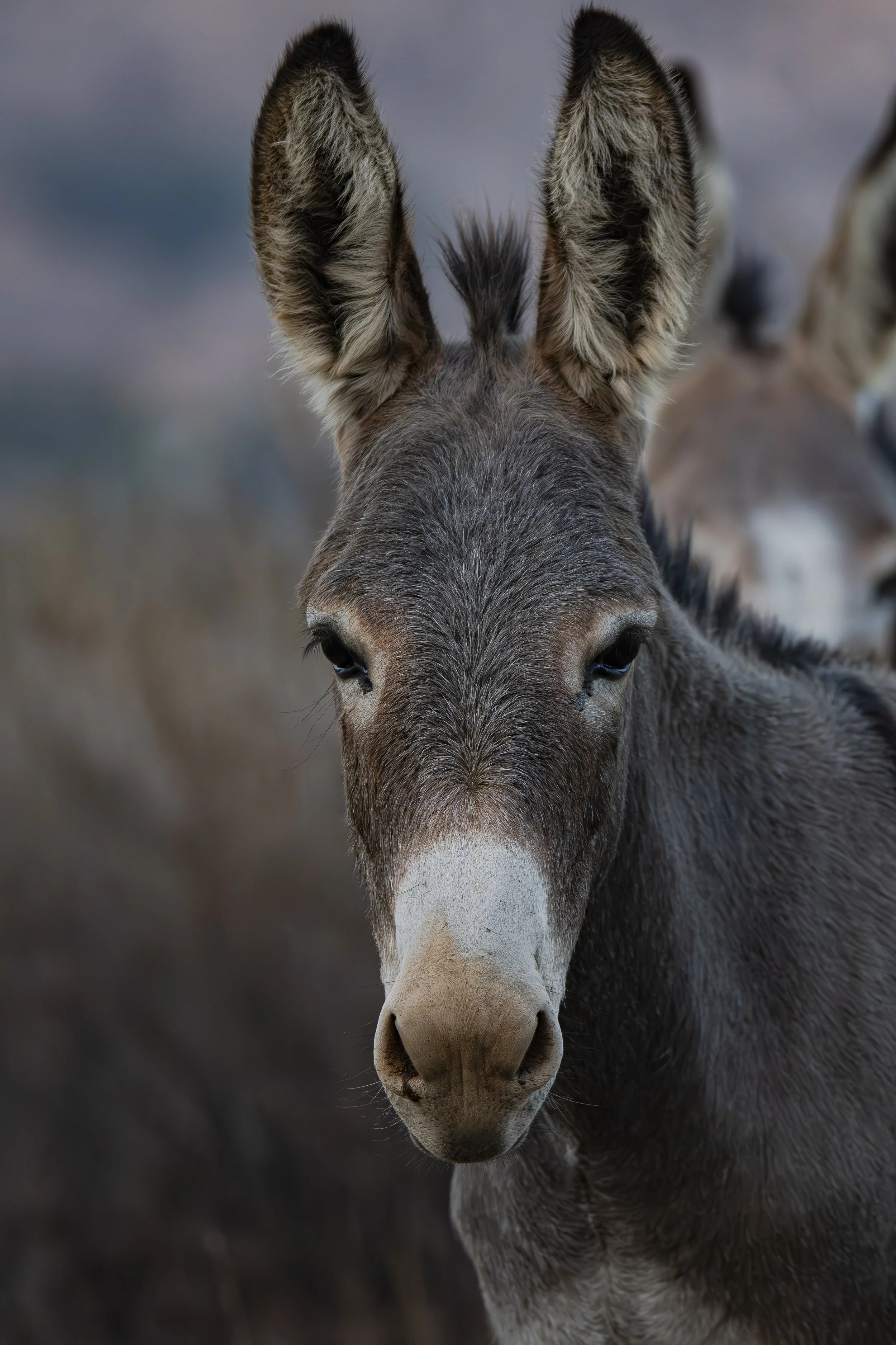 What do you think the donkey is thinking?