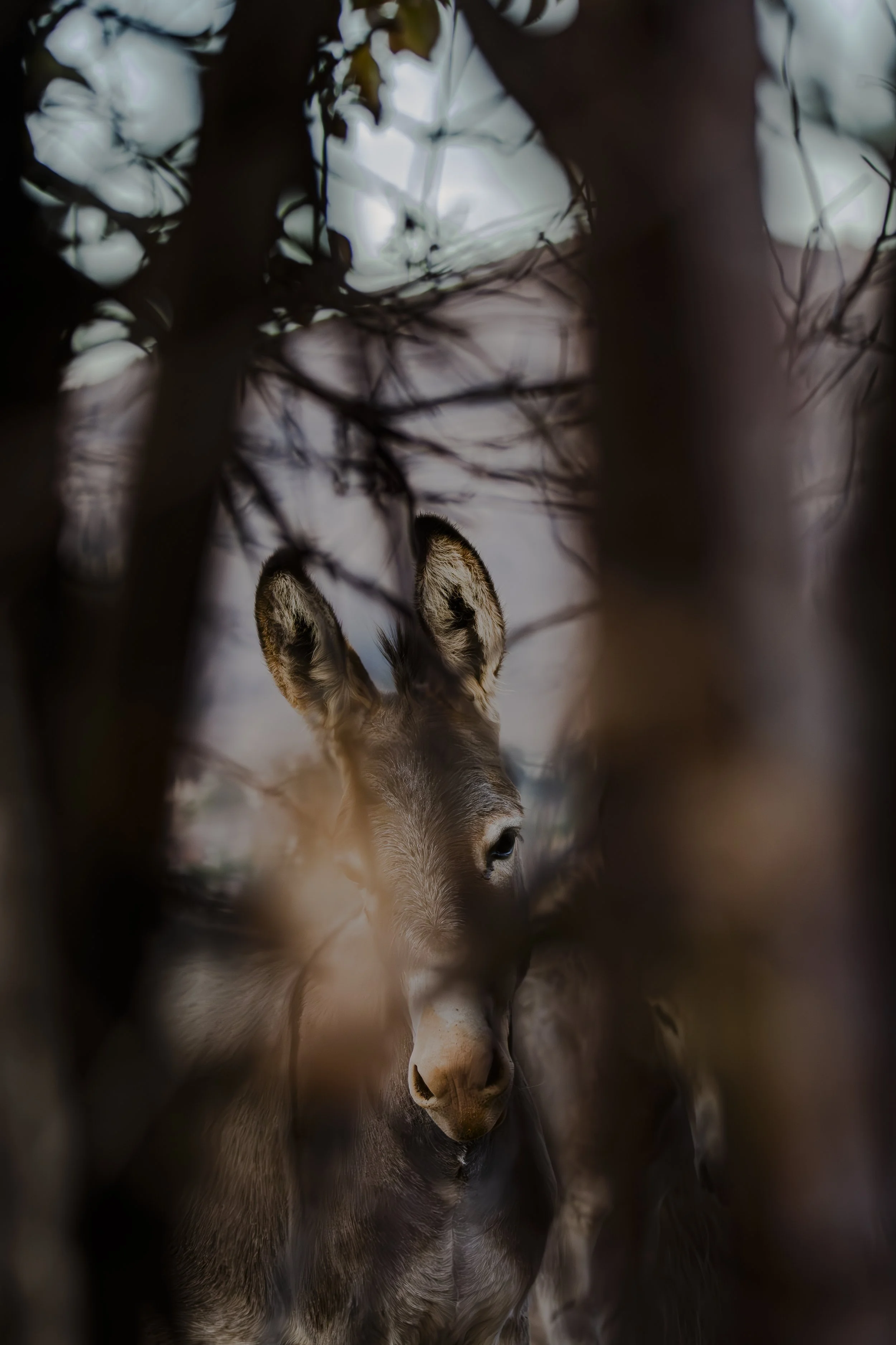 Can you find the donkey hiding behind the branches?