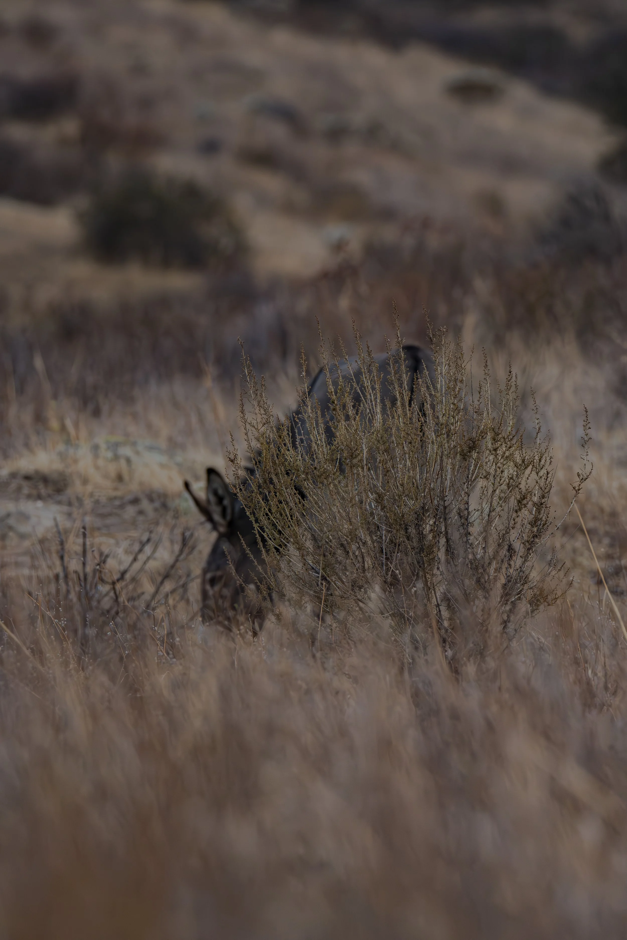 Can you find the donkey hiding in the grass?