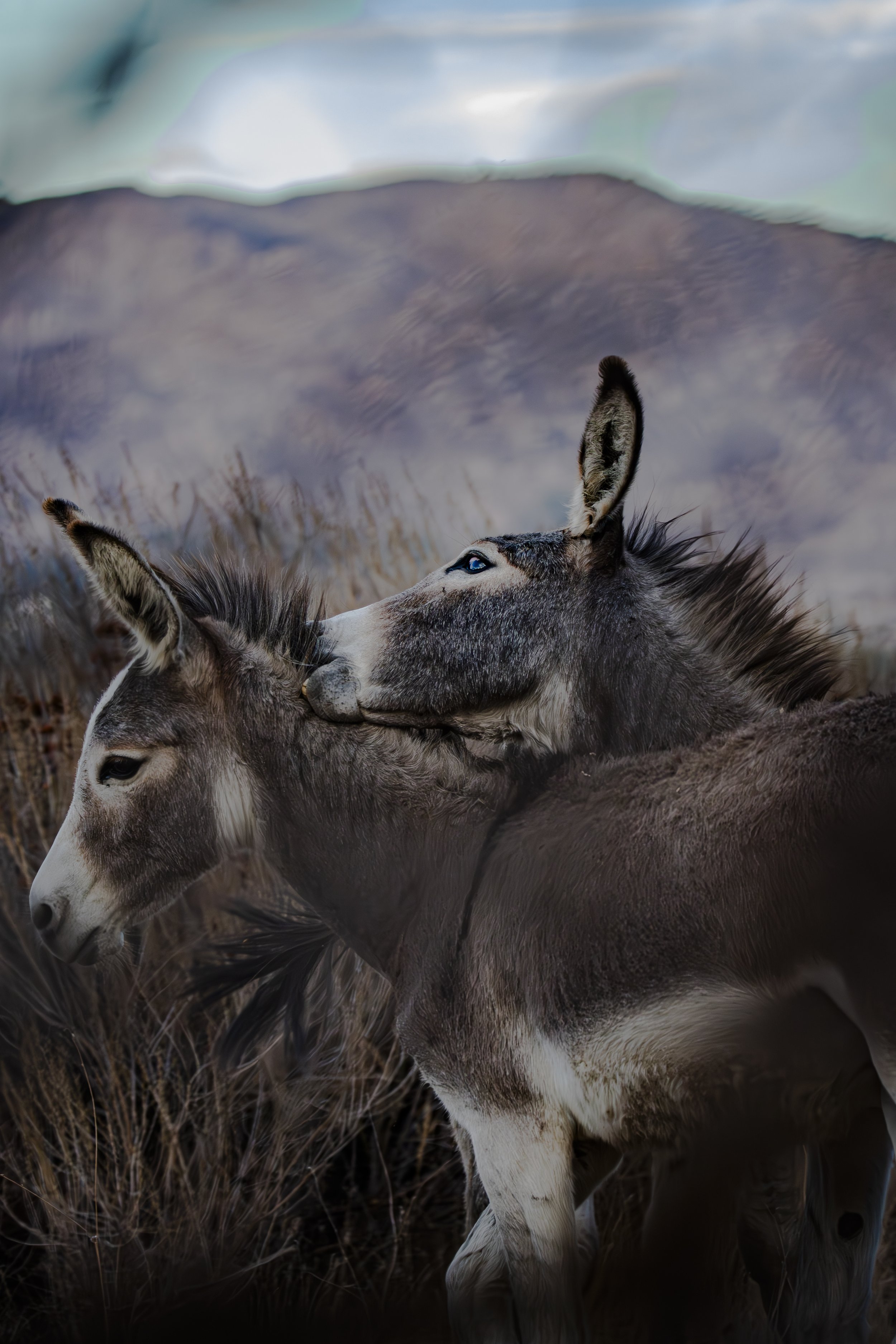 Look closer. What is one donkey doing for the other?