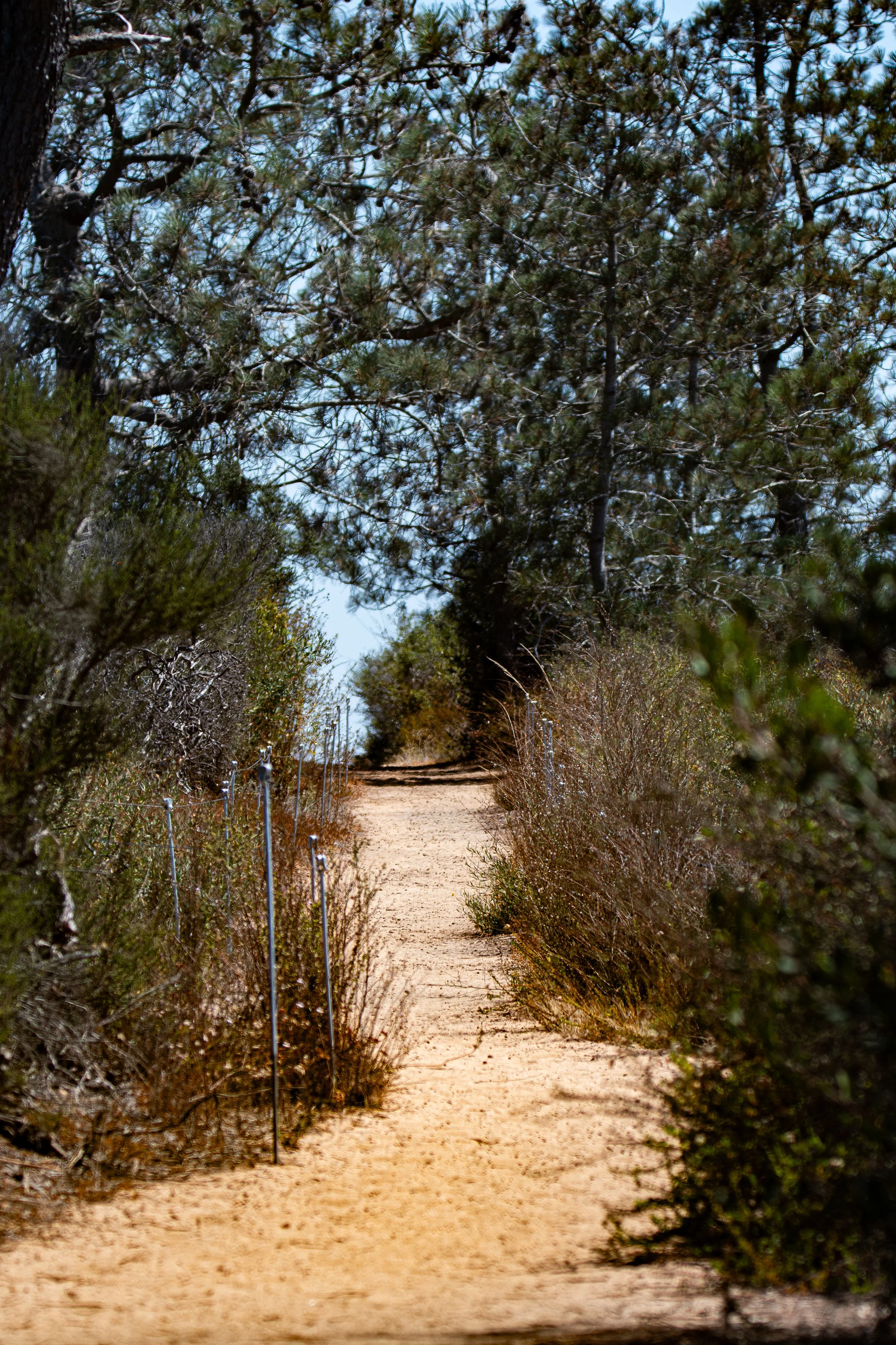 Where do you think this path will lead? What might you discover along the way?