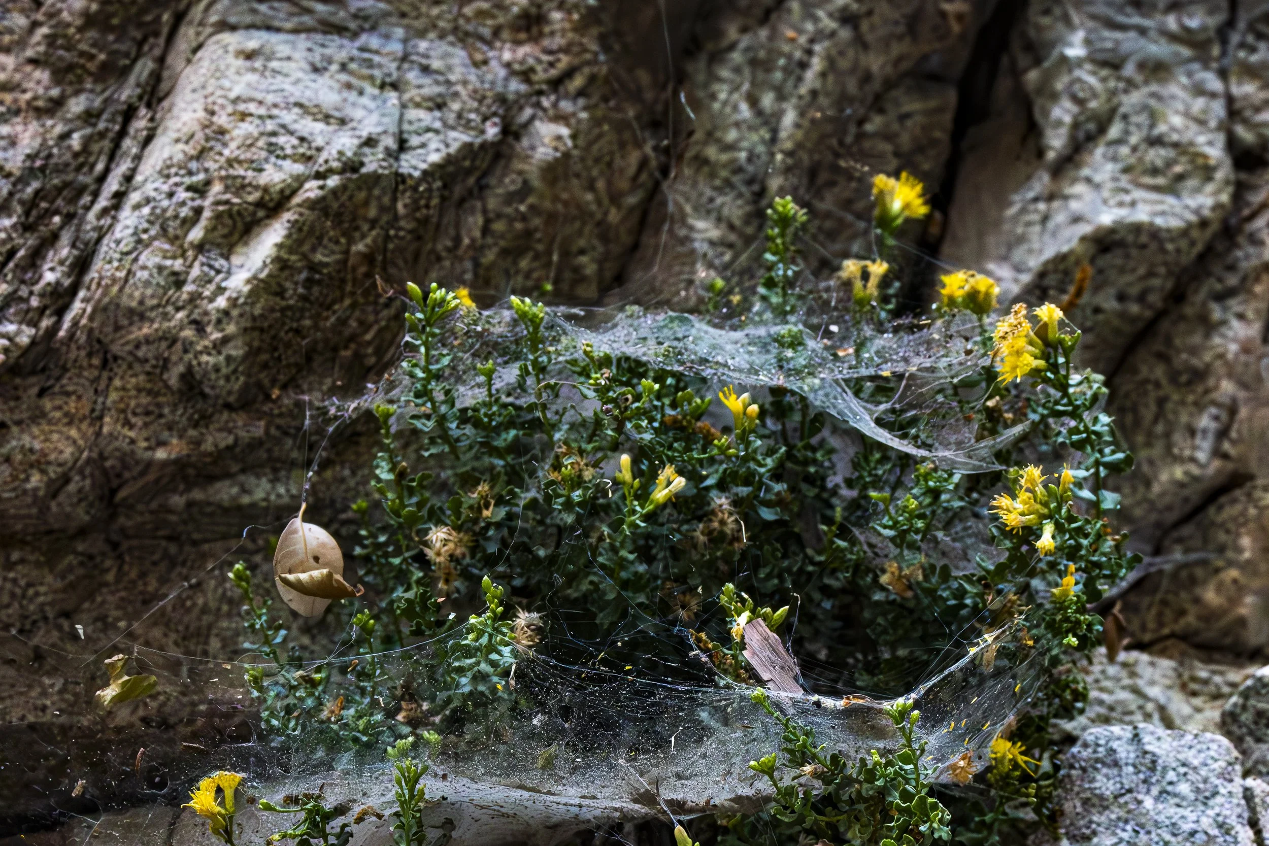 Something delicate has been built among the flowers. Can you find the tiny threads connecting one part to another?