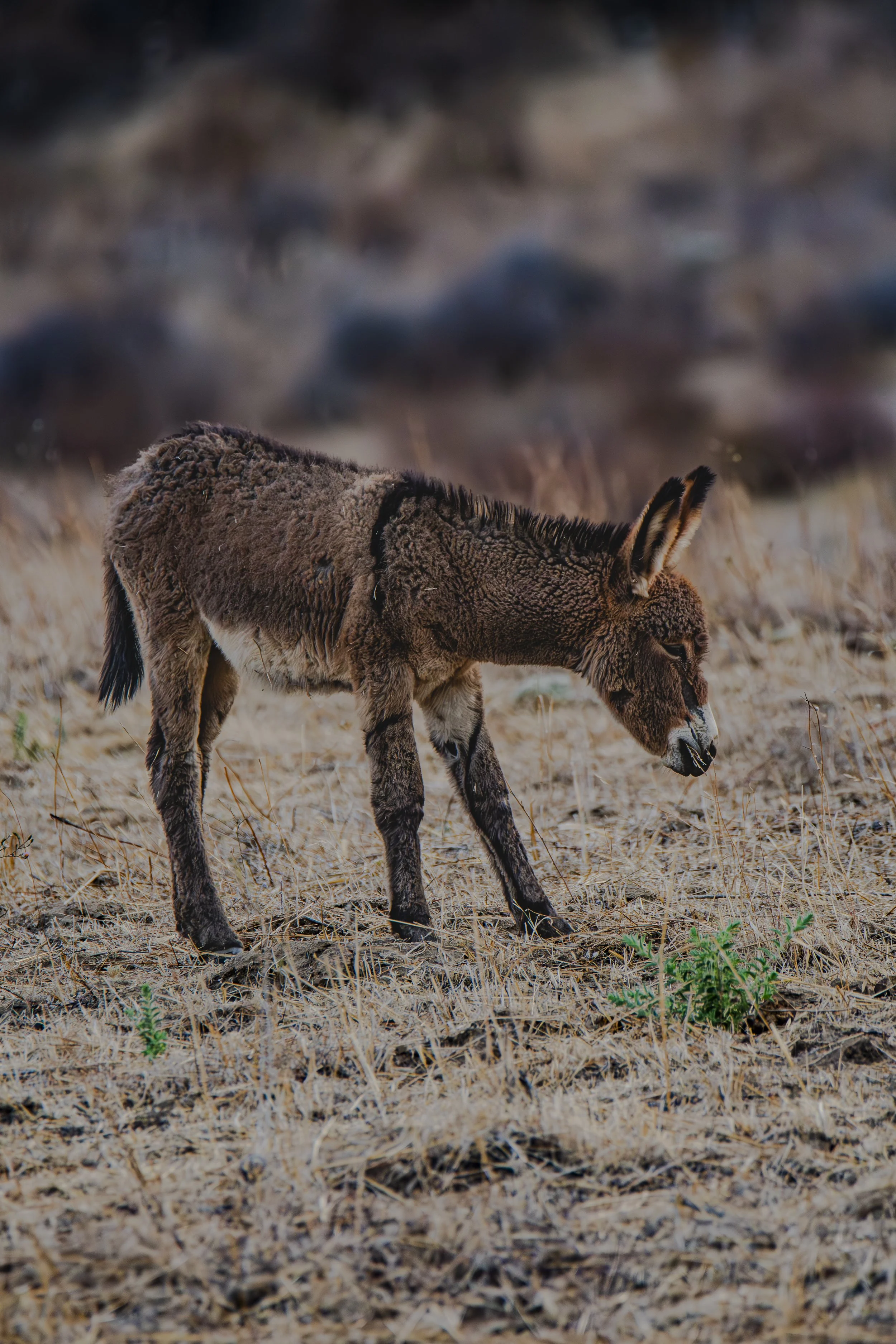 Look at the baby’s fur. Does it look soft or rough?