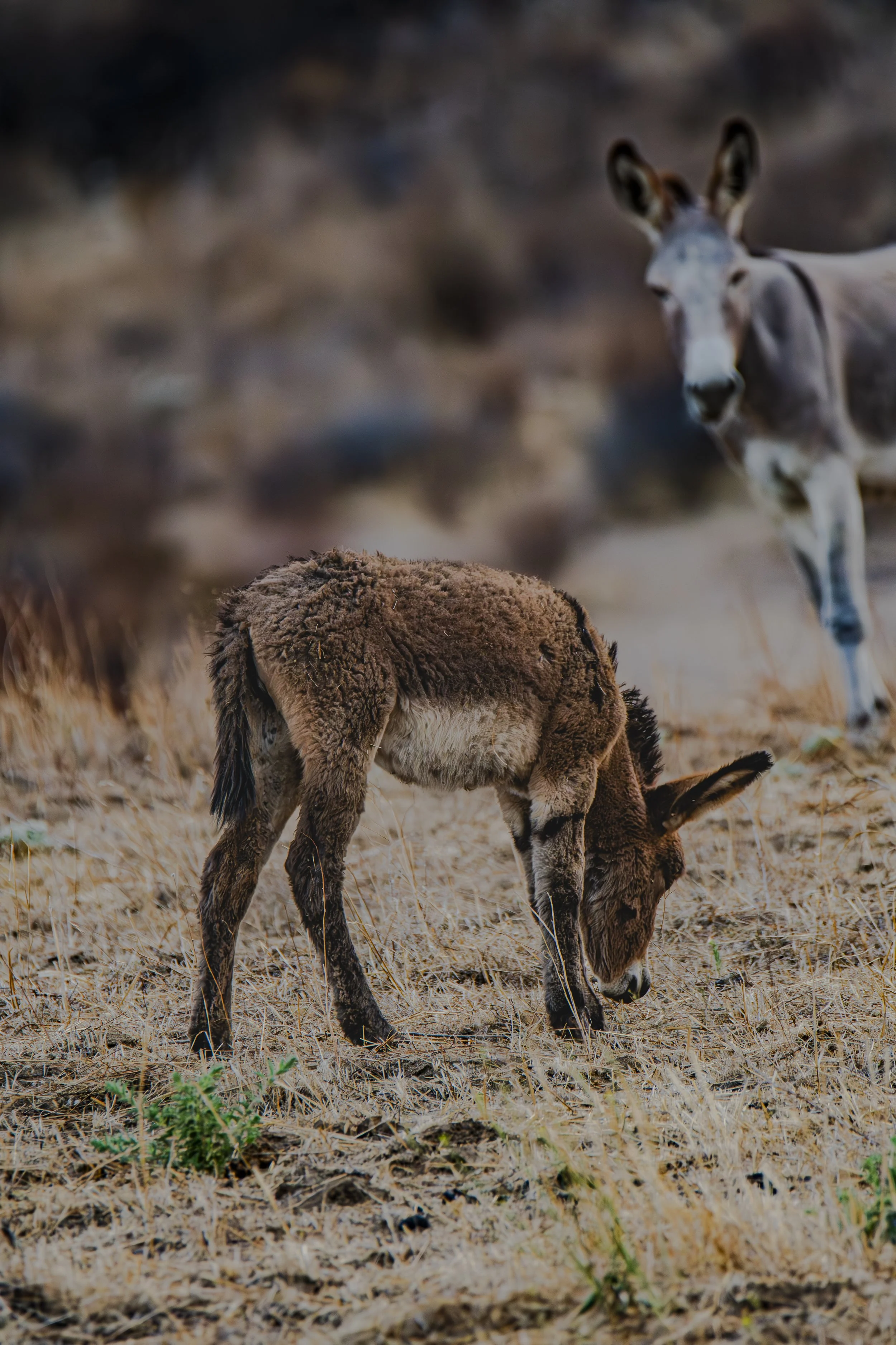 Can you find a donkey looking right at you?