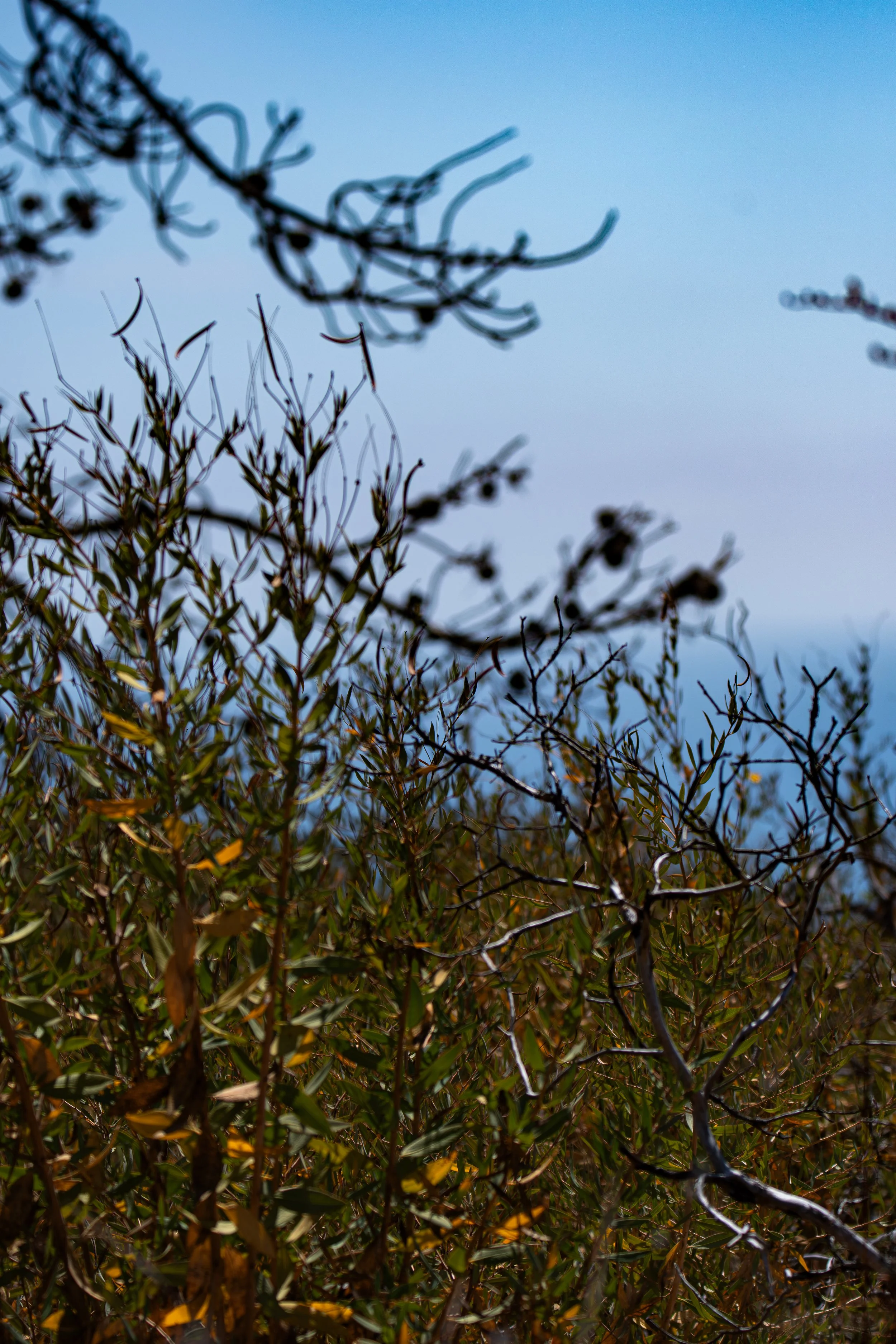 Even the smallest branches reach toward the light. What are you reaching toward?