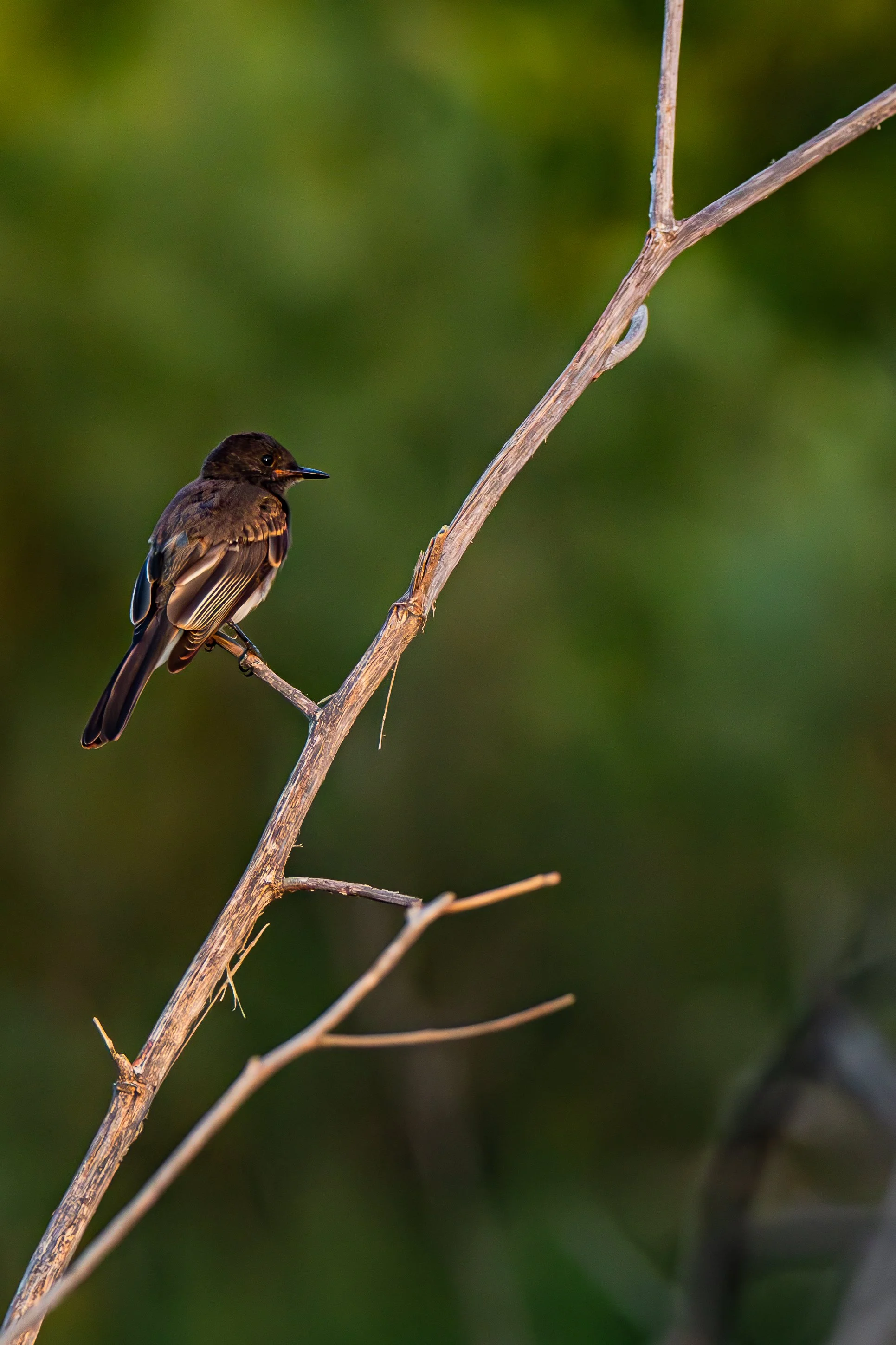 Some birds like to sit way up high. Why do you think they do that?