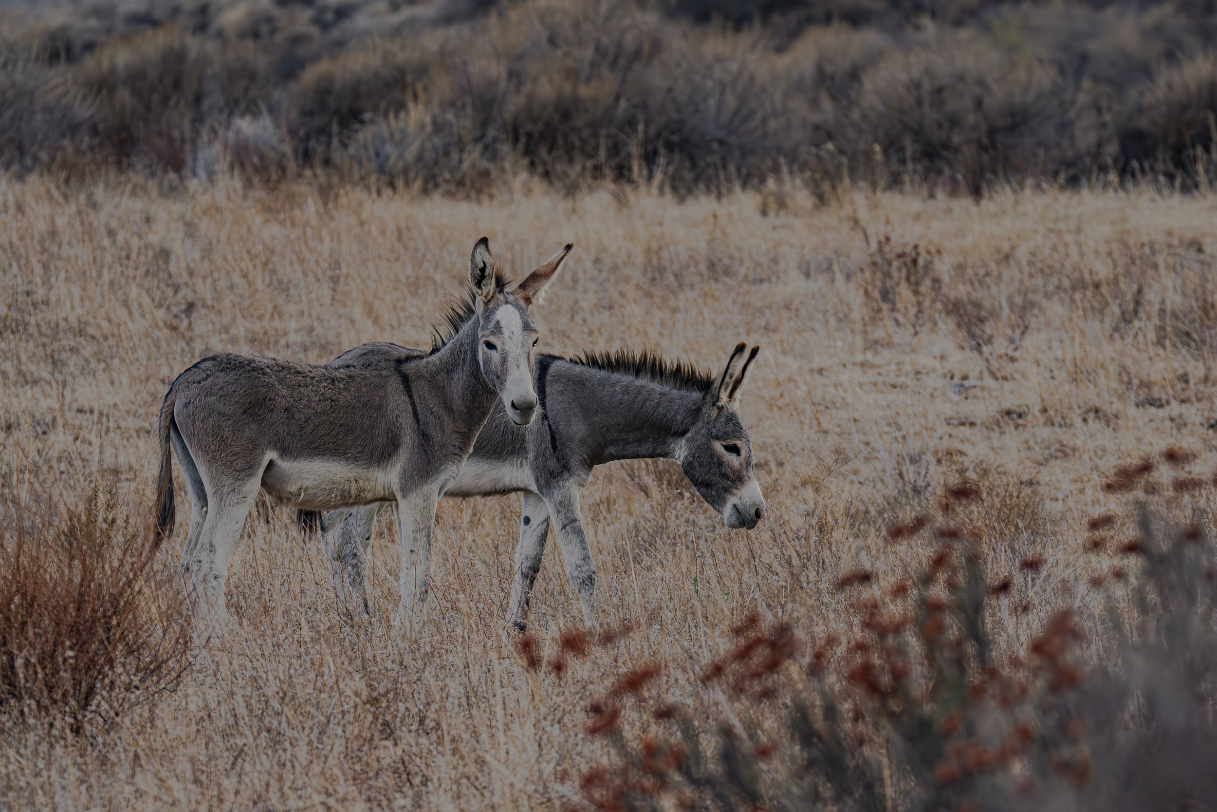 How many donkeys do you see?